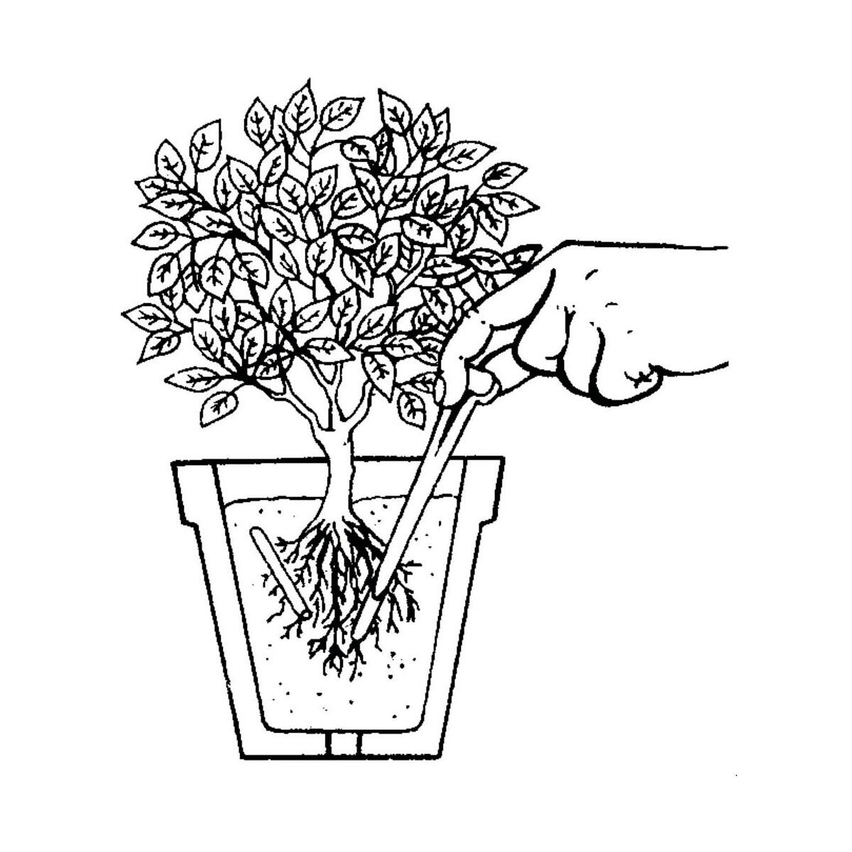 Concime bastoncini COMPO per uso universale 0.02 kg - 2