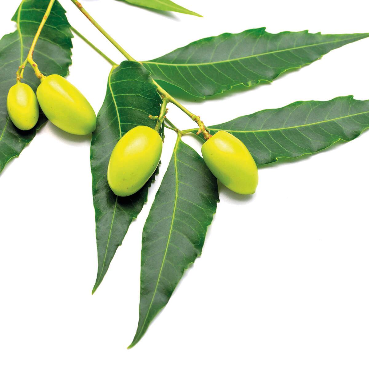 Insetticida fungicida FLORTIS olio di neem concentrato 250 ml - 3