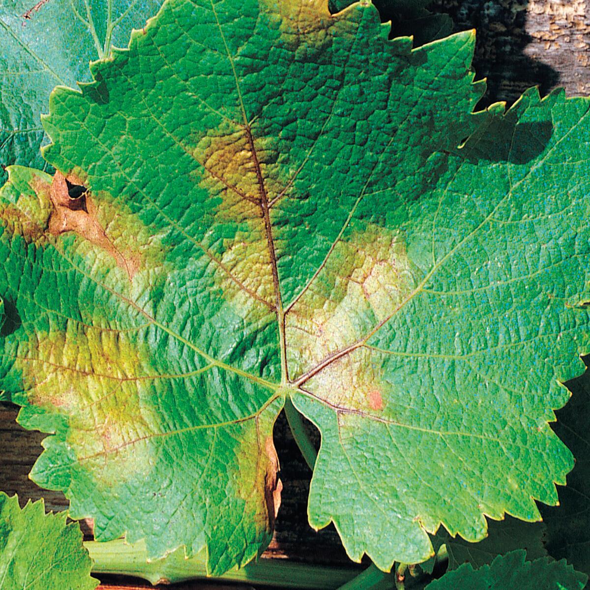 Insetticida fungicida FLORTIS naturae equiseto plus 500 ml - 5