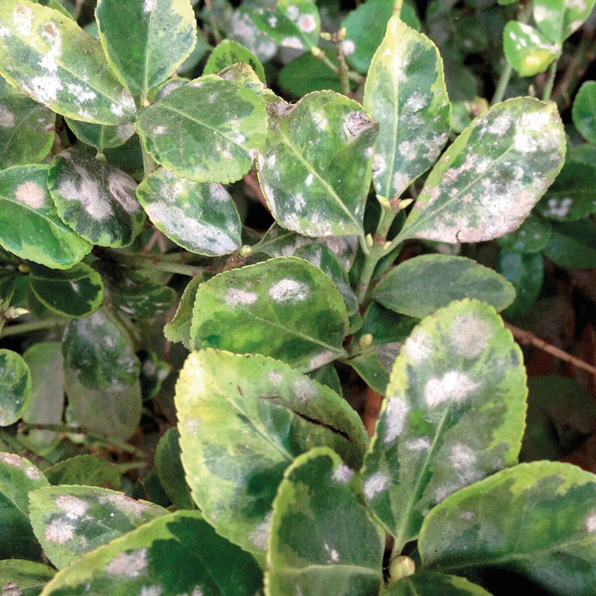 Insetticida fungicida FLORTIS naturae equiseto plus 500 ml - 4