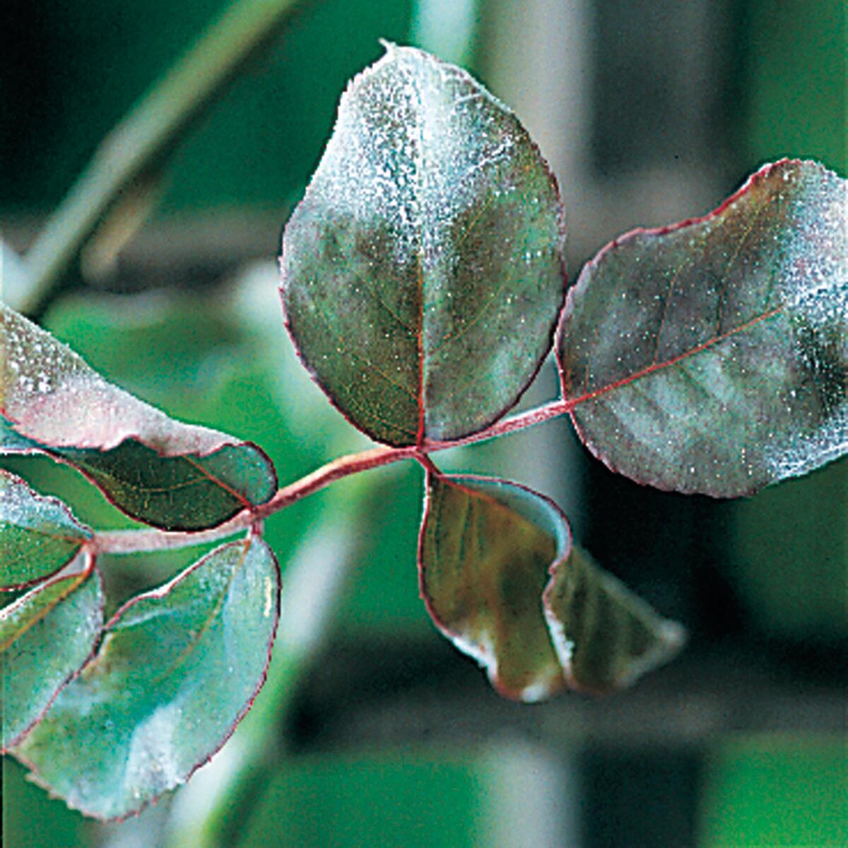 Insetticida fungicida FLORTIS naturae equiseto plus 500 ml - 3