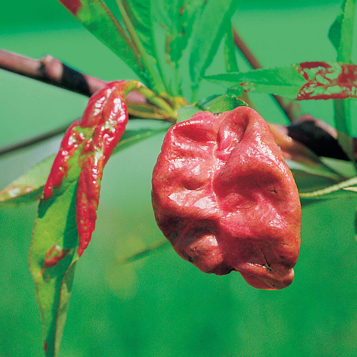 Insetticida fungicida FLORTIS naturae equiseto plus 500 ml - 2