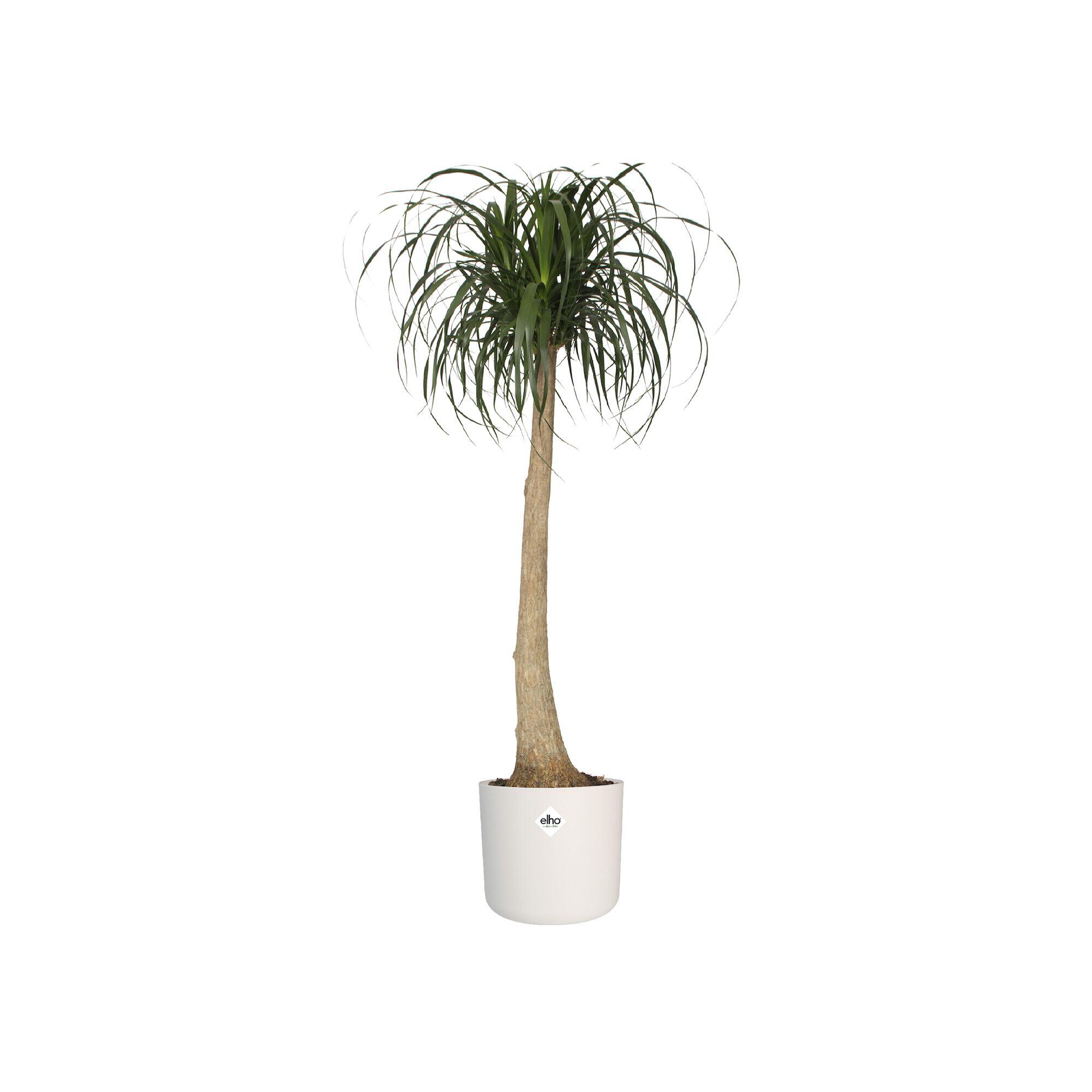 Cache-pot plastique ELHO Diam.14 L.13.8 x l.13.8 x H.12.5 cm blanc - 3