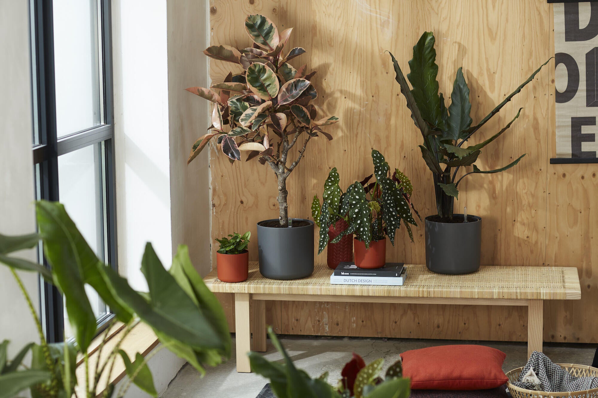 Cache-pot plastique ELHO Diam.16 L.16 x l.16 x H.14.9 cm anthracite - 5