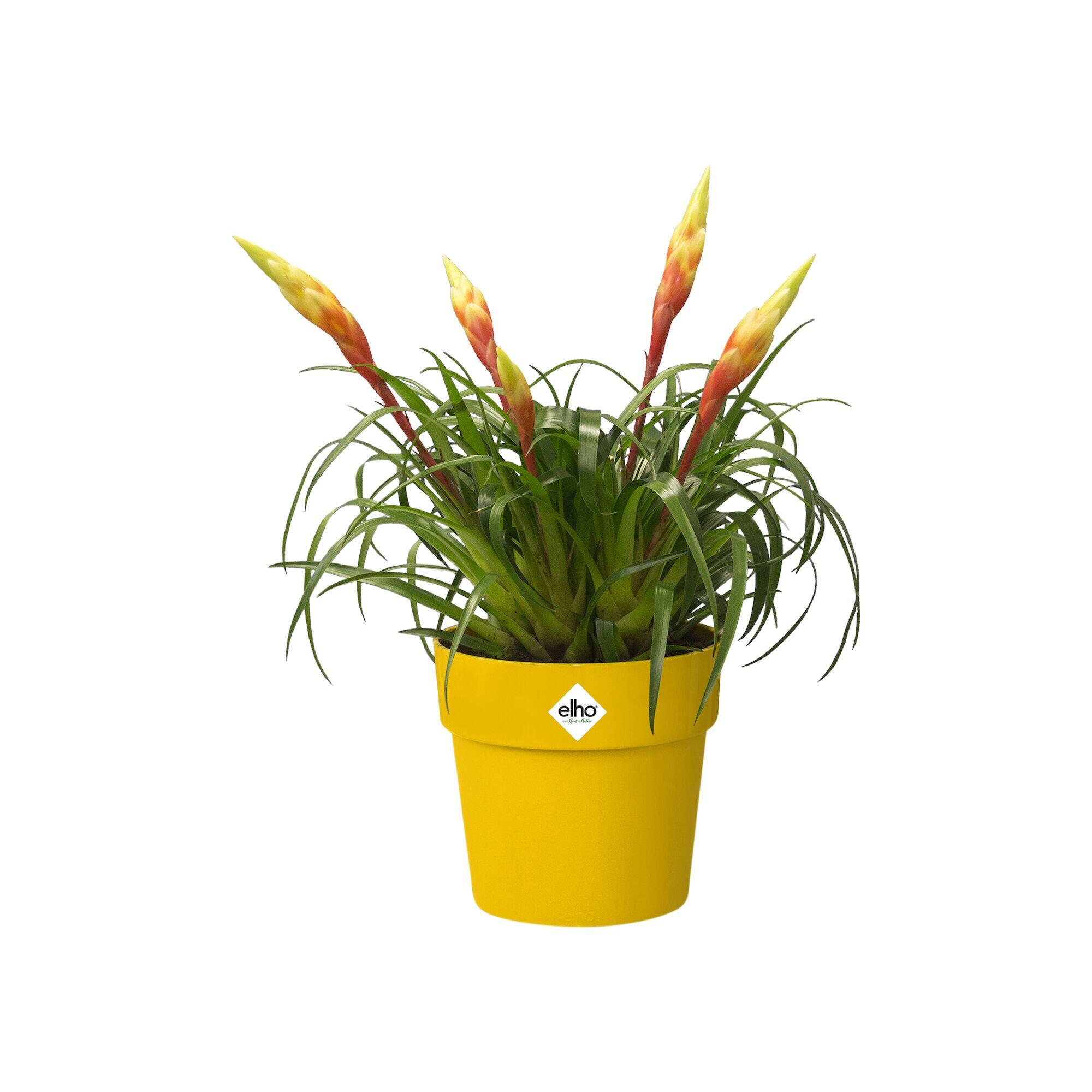 Pot polypropylène ELHO B.for original, Diam.22 x H.20.3 cm, blanc - 6