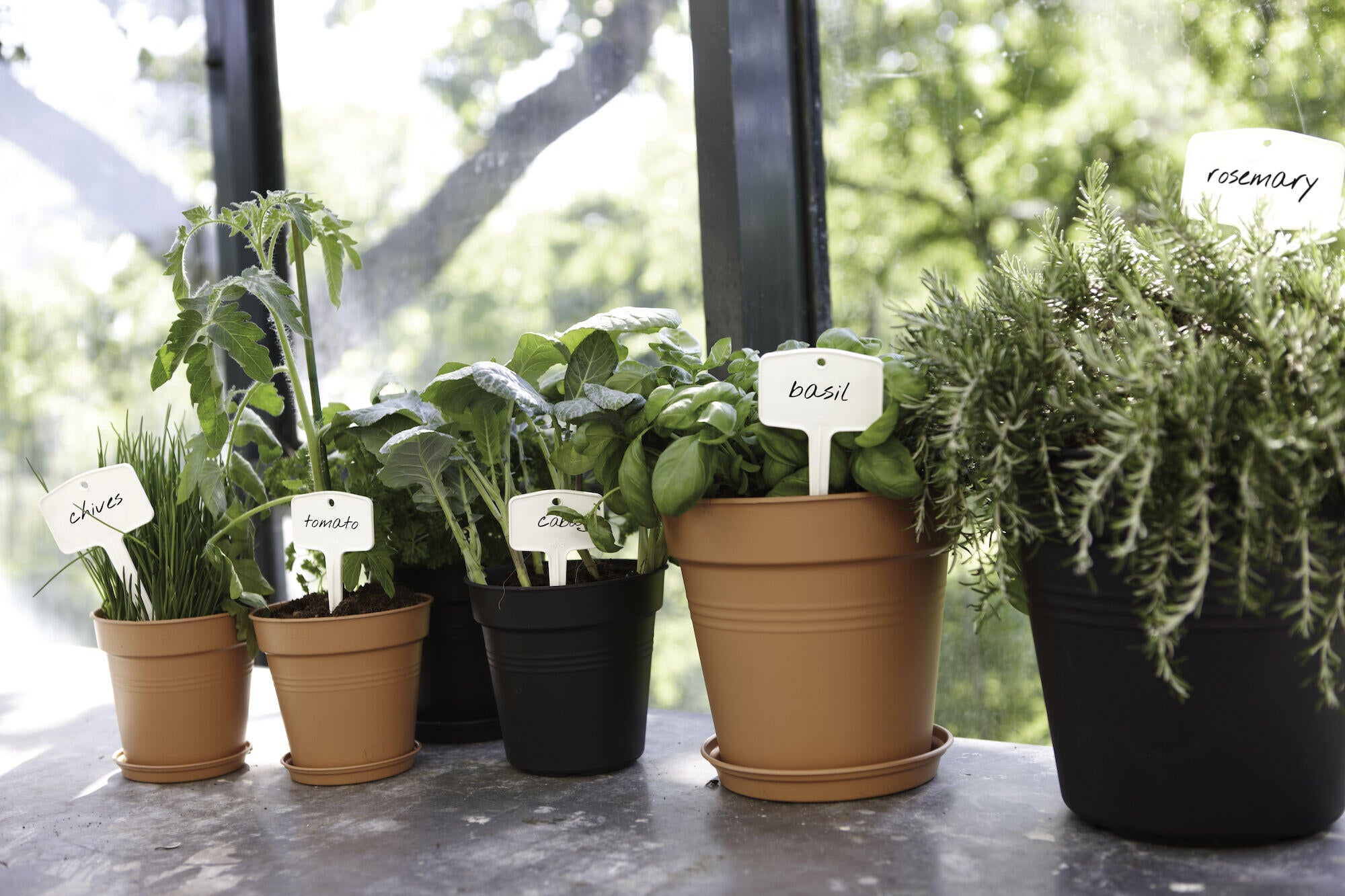 Soucoupe plastique ELHO Diam.10.1 L.10.1 x l.10.1 x H.1.5 cm noir - 3