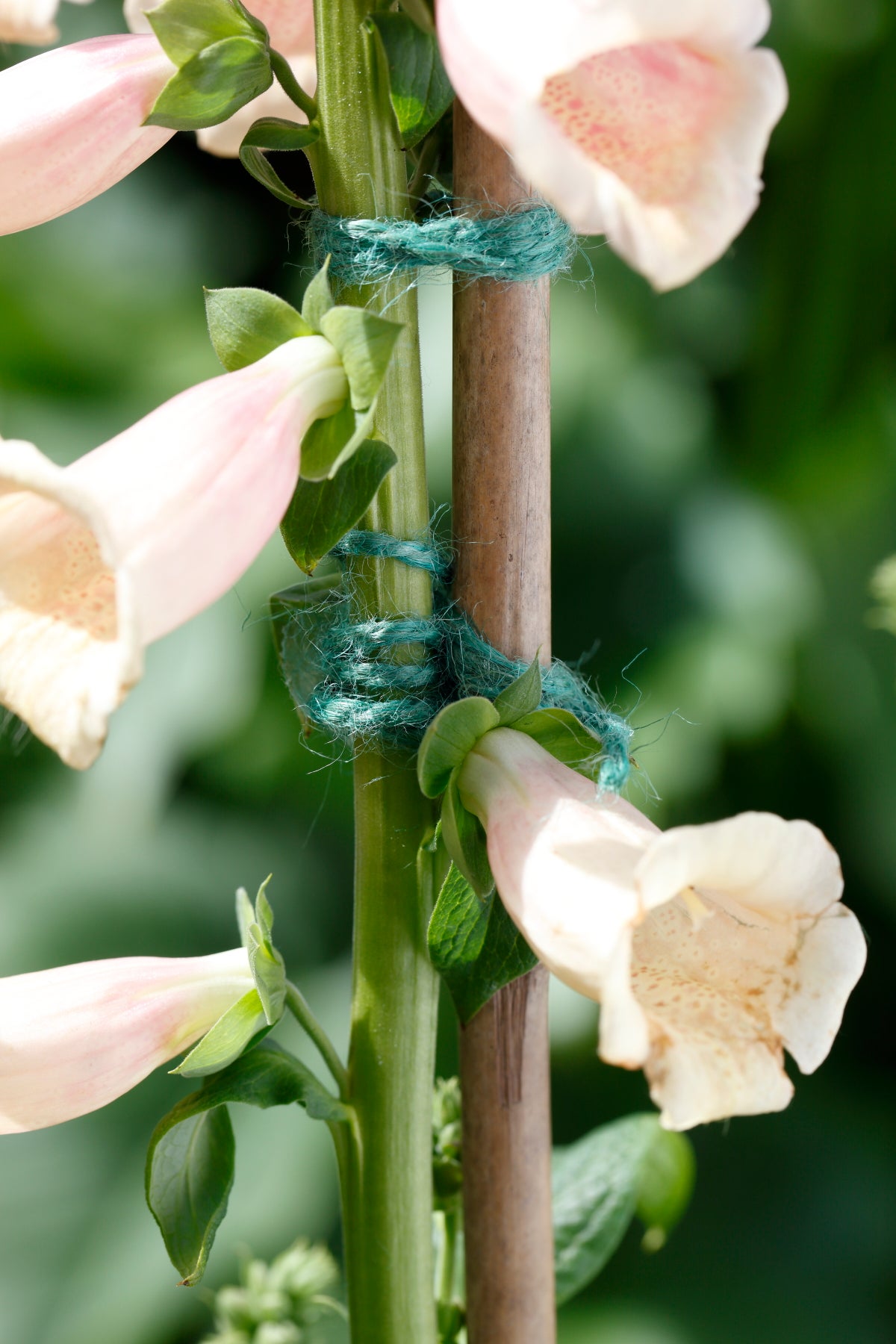 Ficelle jute vert, longueur 17 m LA CORDELINE - 2