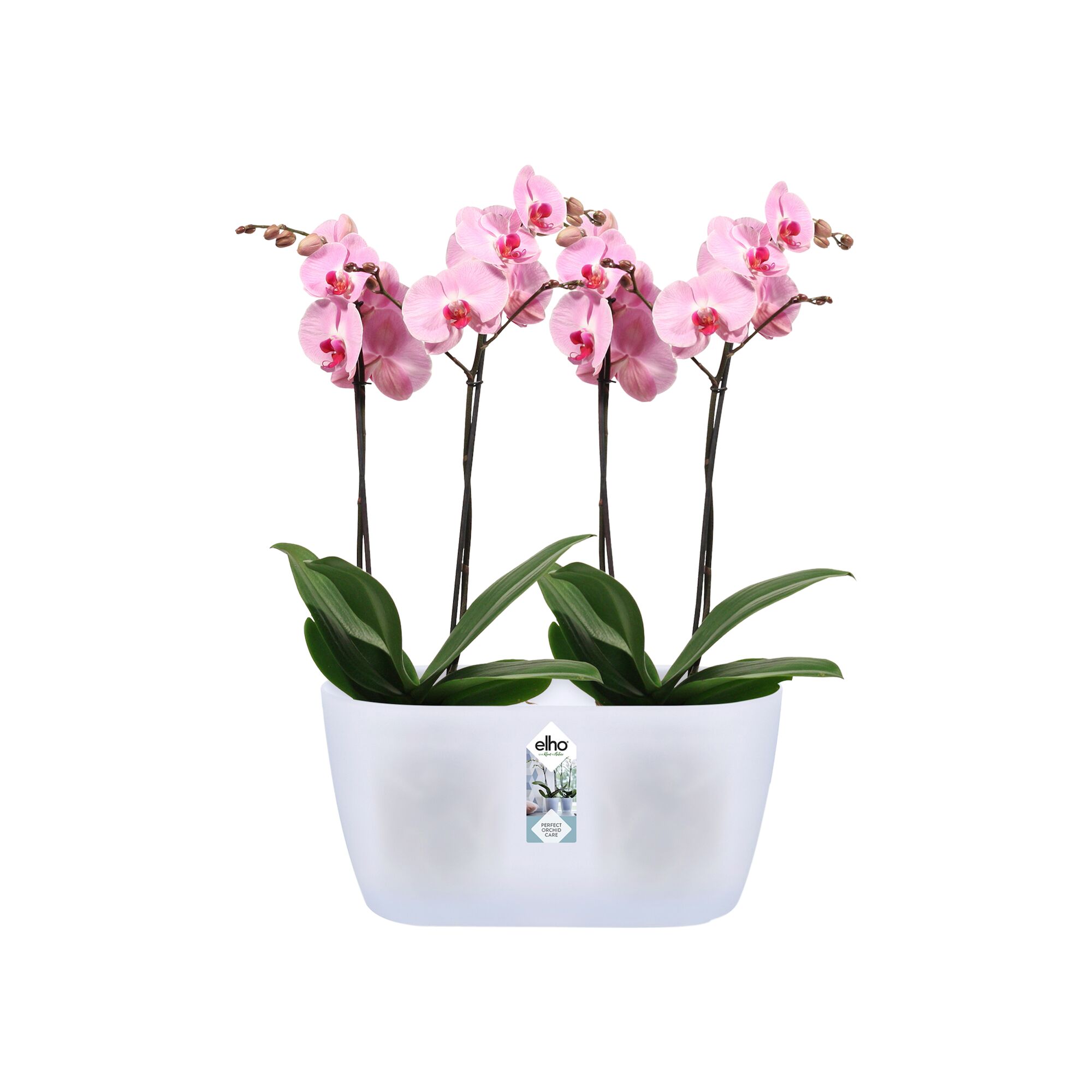 Pot plastique ELHO Brussels, L.25 x l.13 x H.12.6 cm, transparent - 2