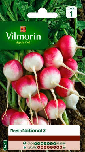 100 Graines Céleri à Couper - Apium Graveolens - Aromatique Pour Potages - Le Grenier D'Abondance