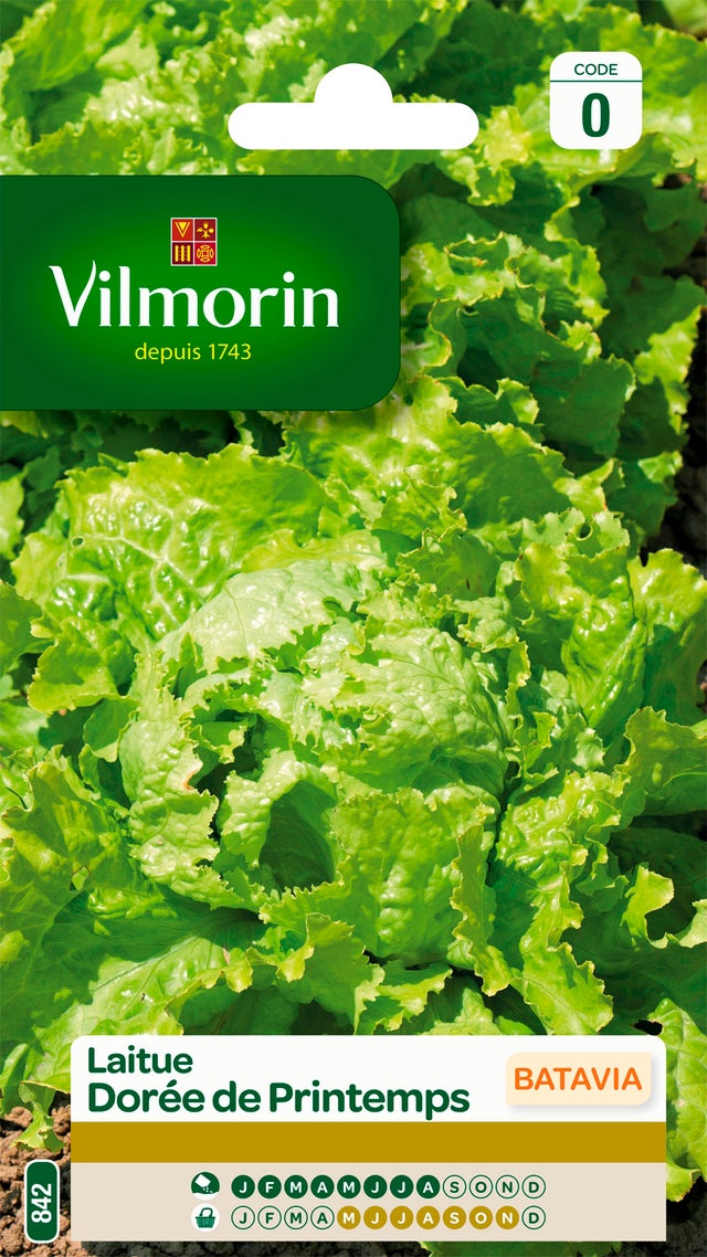 Graines de laitue batavia VILMORIN 3 g