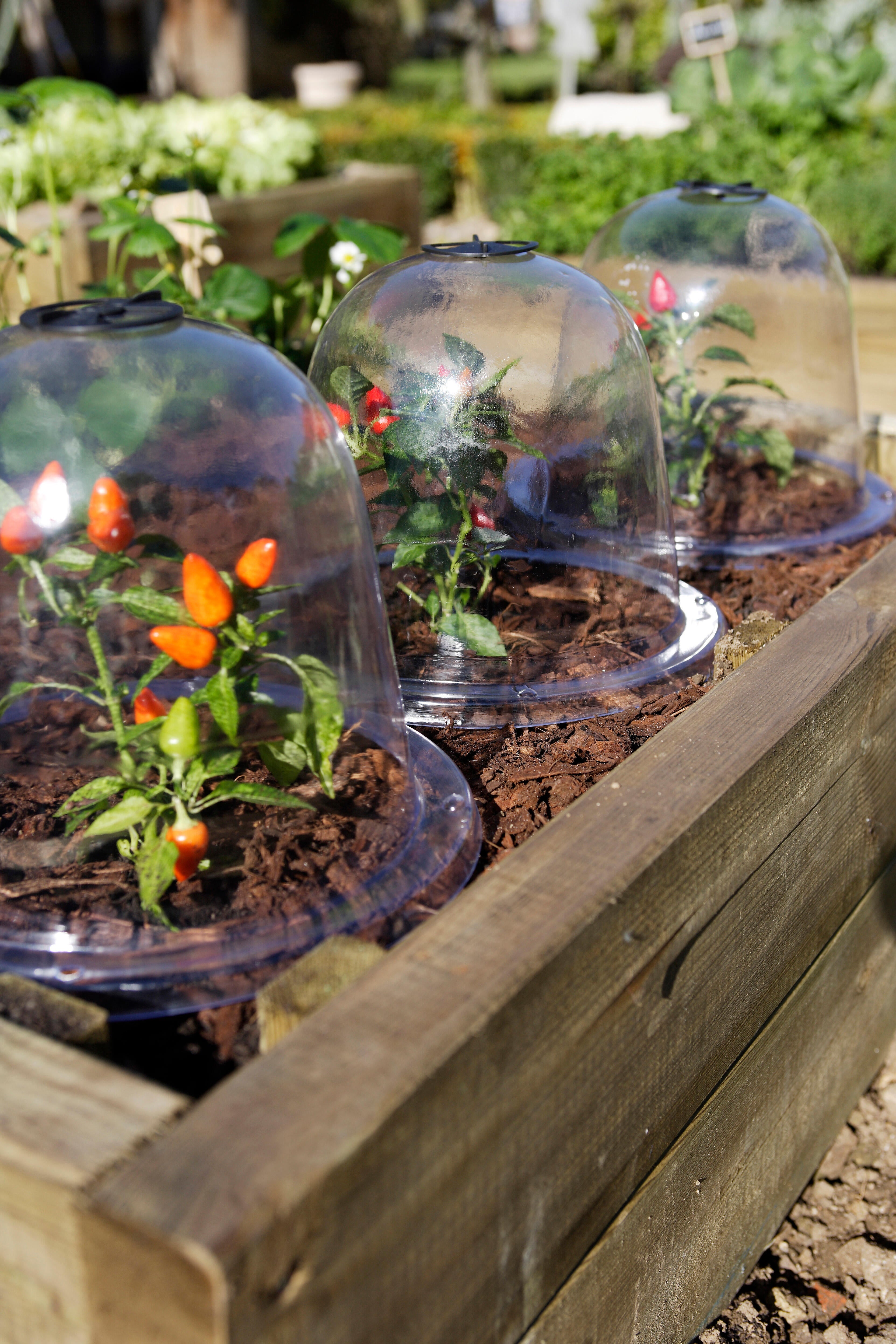 Lot de 3 cloches salade NORTENE - 3