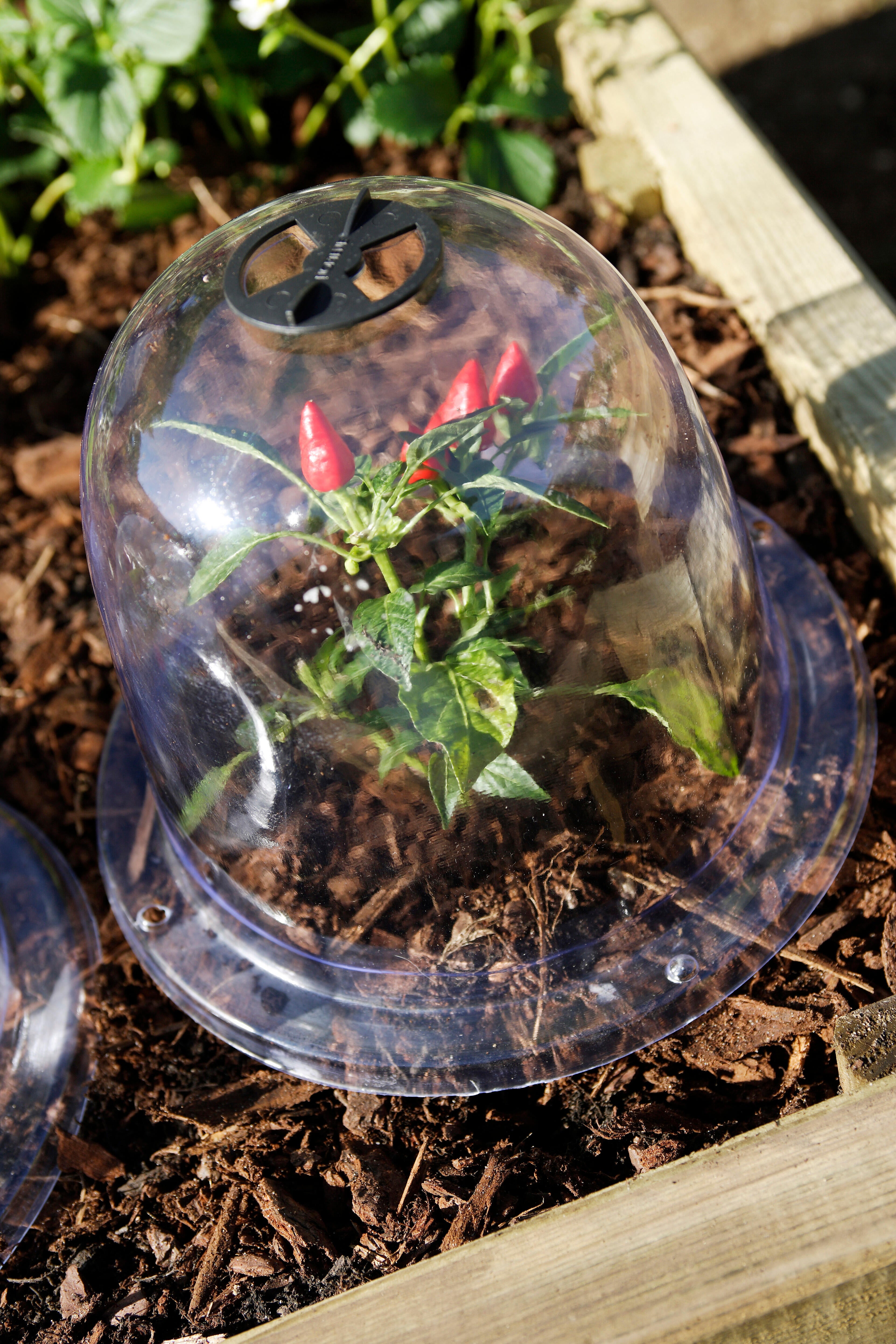 Lot de 3 cloches salade NORTENE - 2