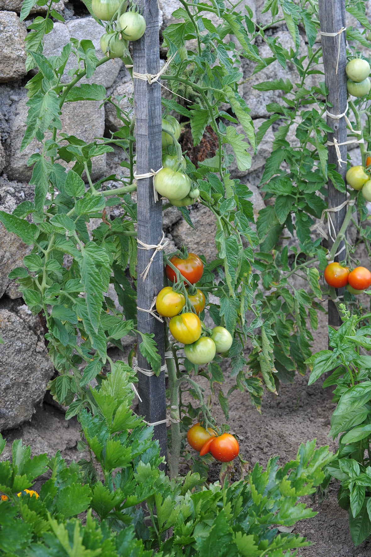 Lien raphia beige, longueur 0.16 m LA CORDELINE - 2