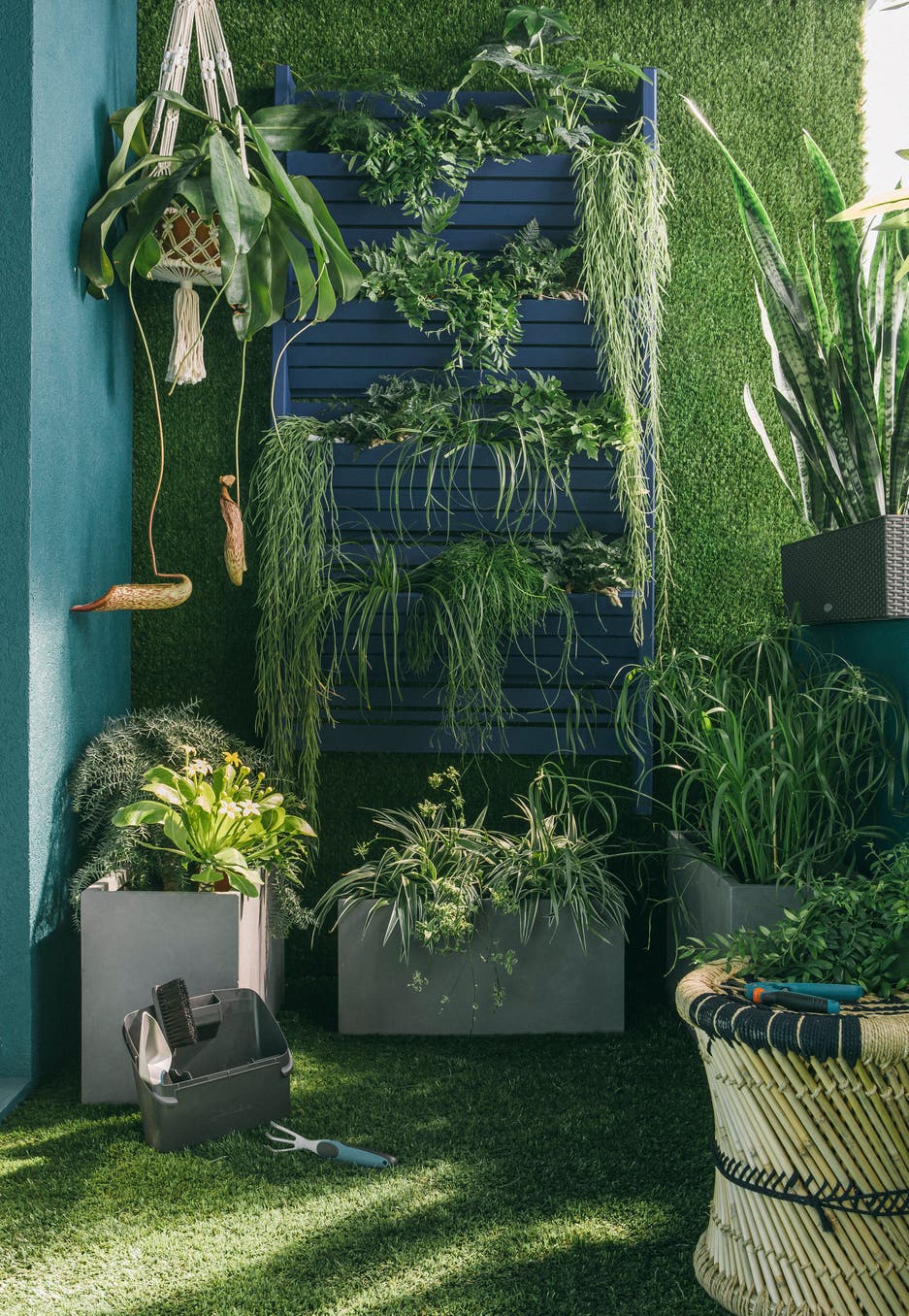 Faire grimper les plantes aux murs | Leroy Merlin