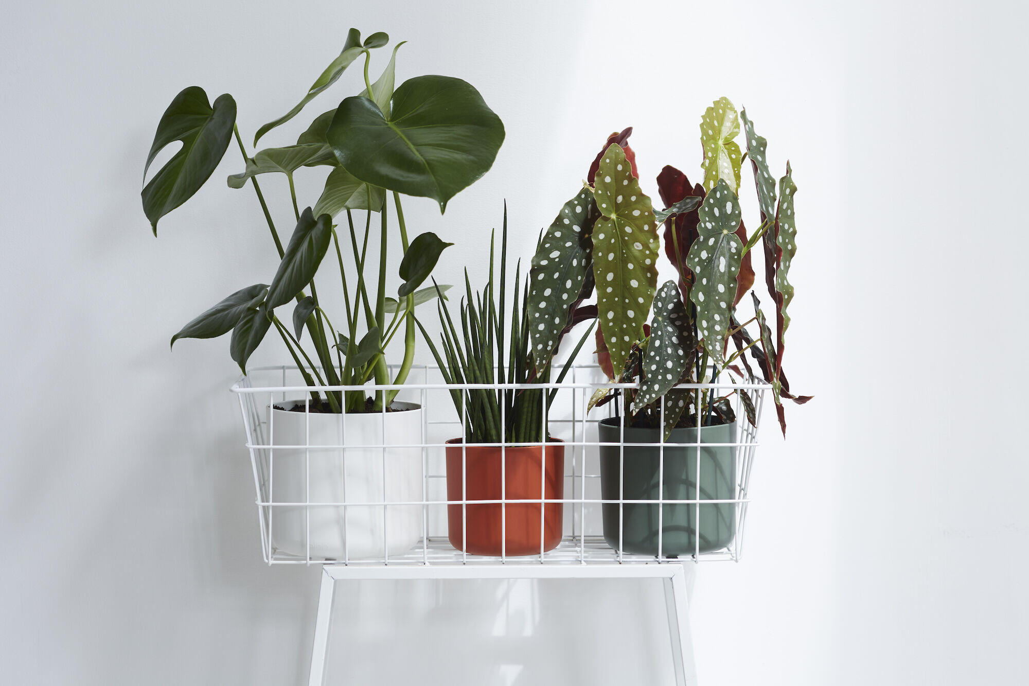 Cache-pot plastique ELHO Diam.18.3 L.18.3 x l.18.3 x H.16.8 cm blanc - 4