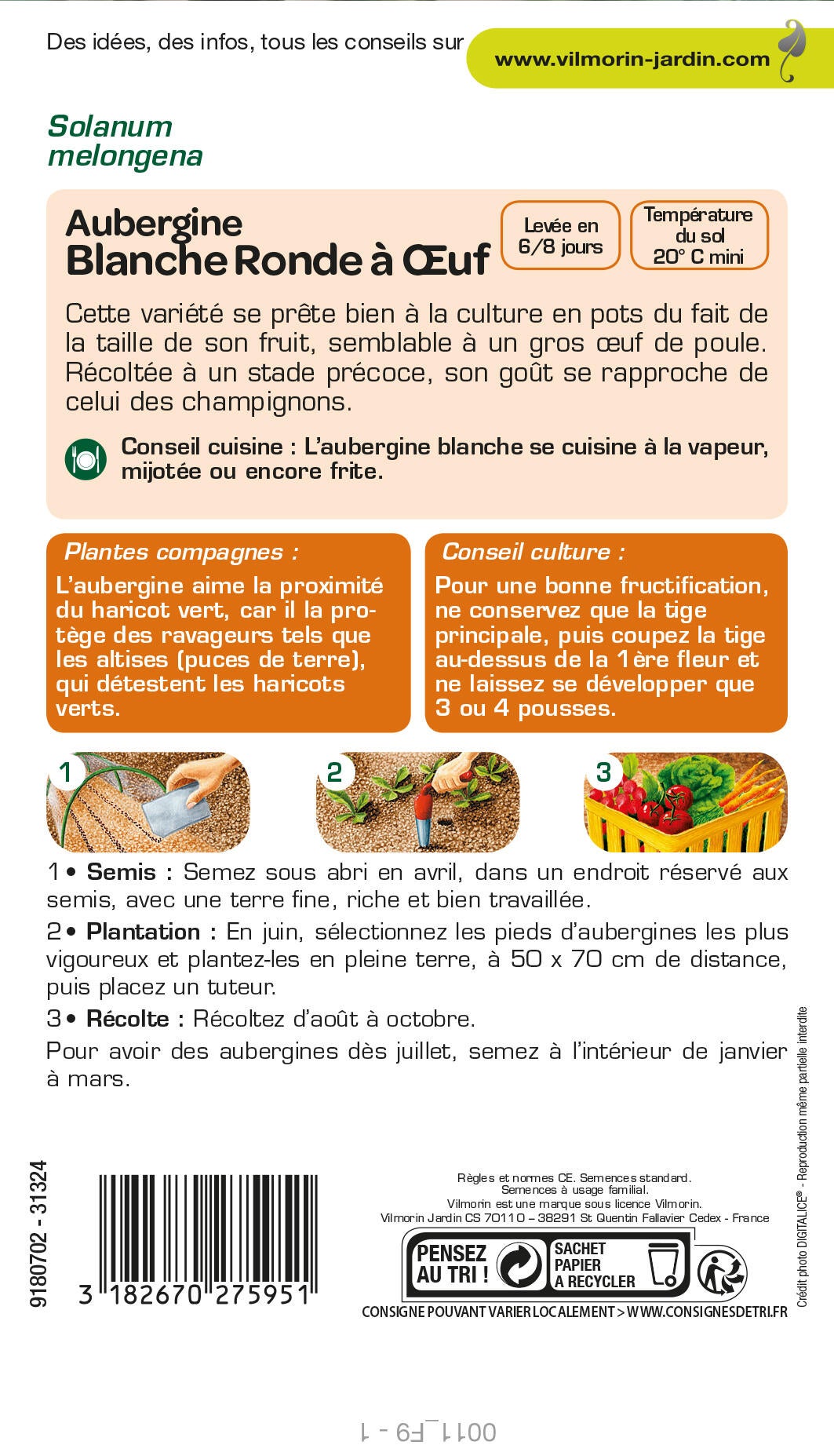 Graine potager Aubergine blanche ronde à œuf VILMORIN - 2
