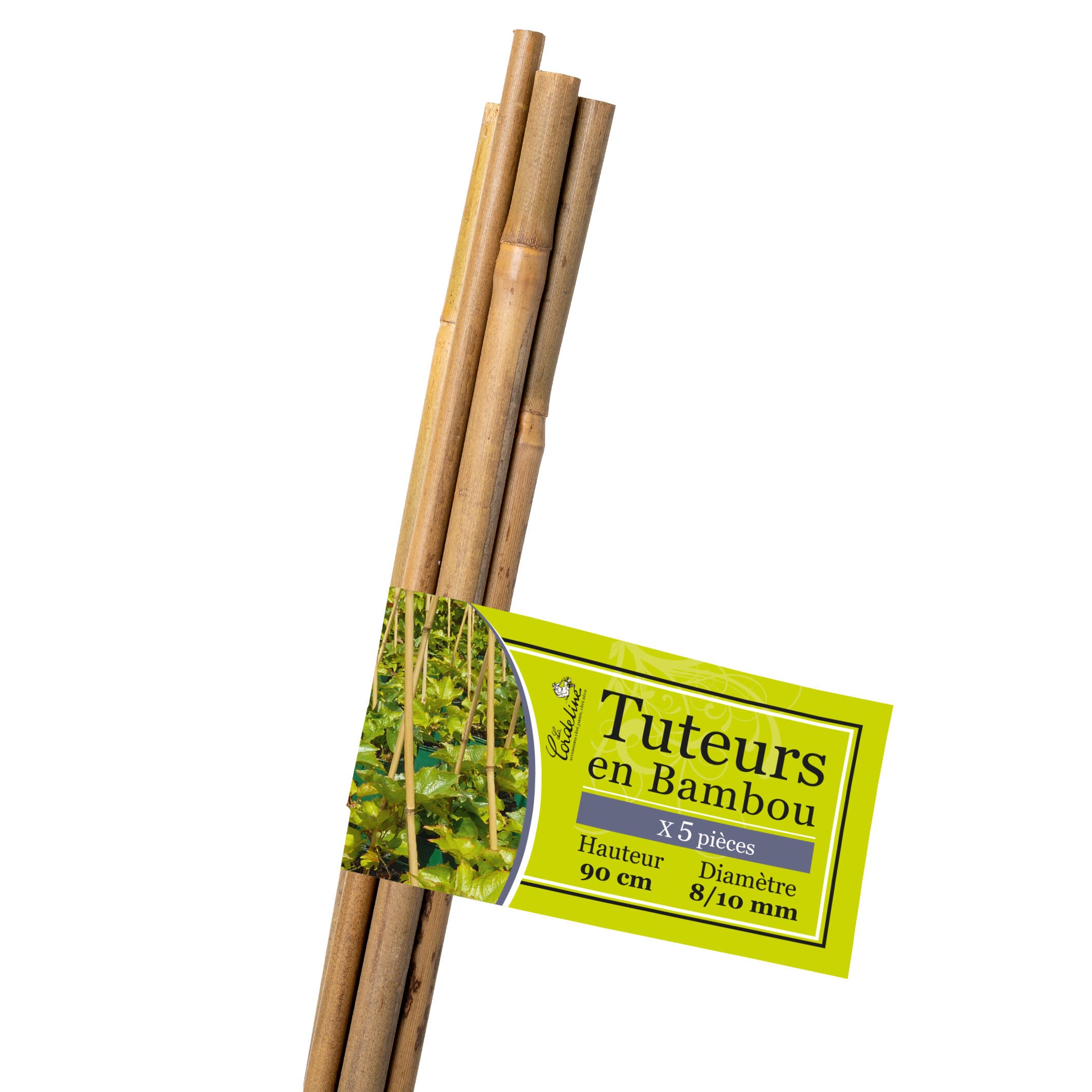 Lucky Bamboo Lot De 3 Bambous Chance - Hauteur 50 Cm - Pot 5 Cm - Plante D'Intérieur Porte-Bonheur