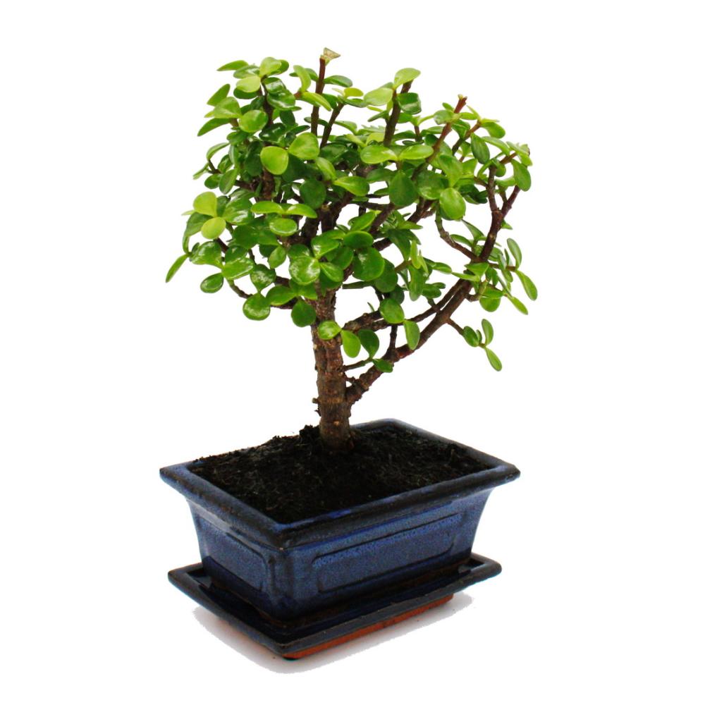 Bonsaï - Portulacaria afra - Arbre de jade - Arbre à éléphant d'Afrique - environ 4-5 ans - forme sphérique - 4