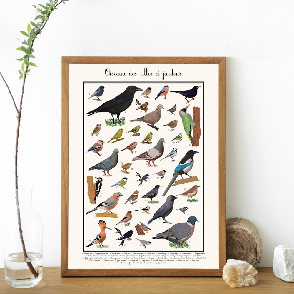 Poster les Oiseaux des jardins 50 x 70 cm - 4