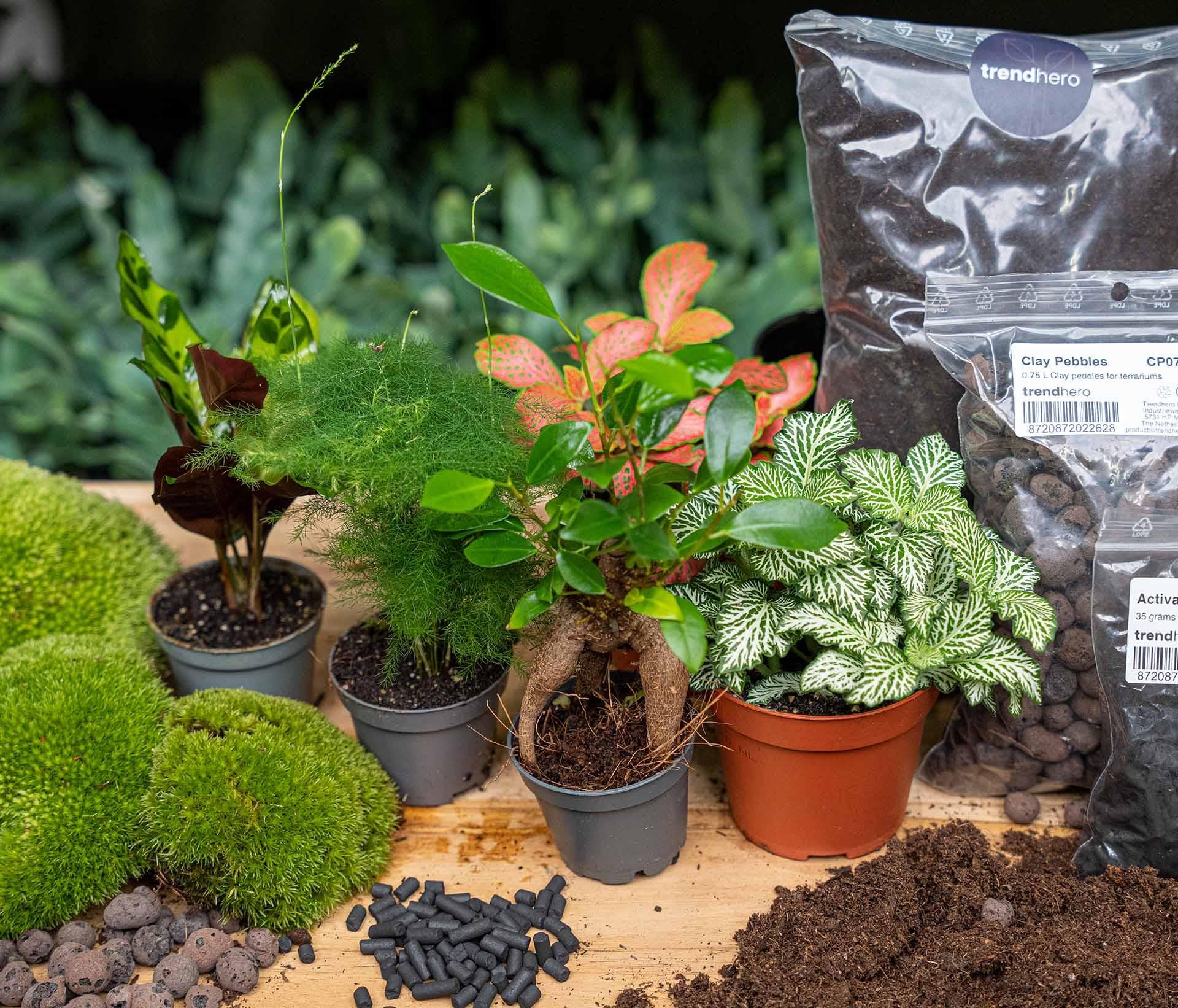 Start i uzupełnienie terrarium roślin – 5 roślin