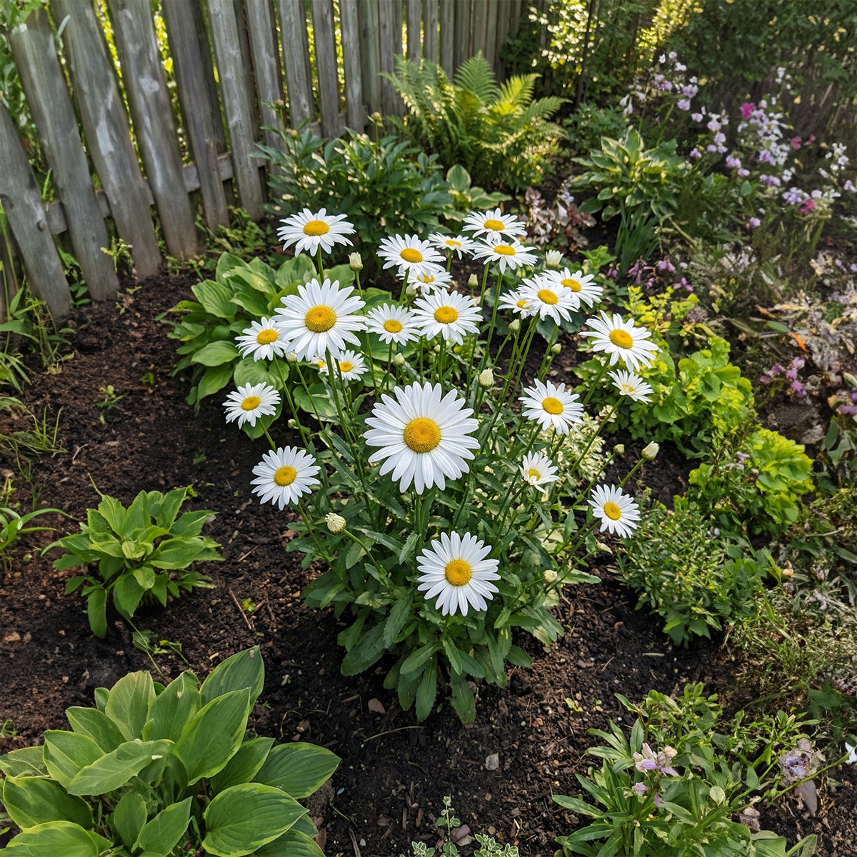 Lot de 6 - Leucanthemum Silberprinzessche - Marguerite - Floraison abondante - H. 10-20 cm - P. 9 cm - 5
