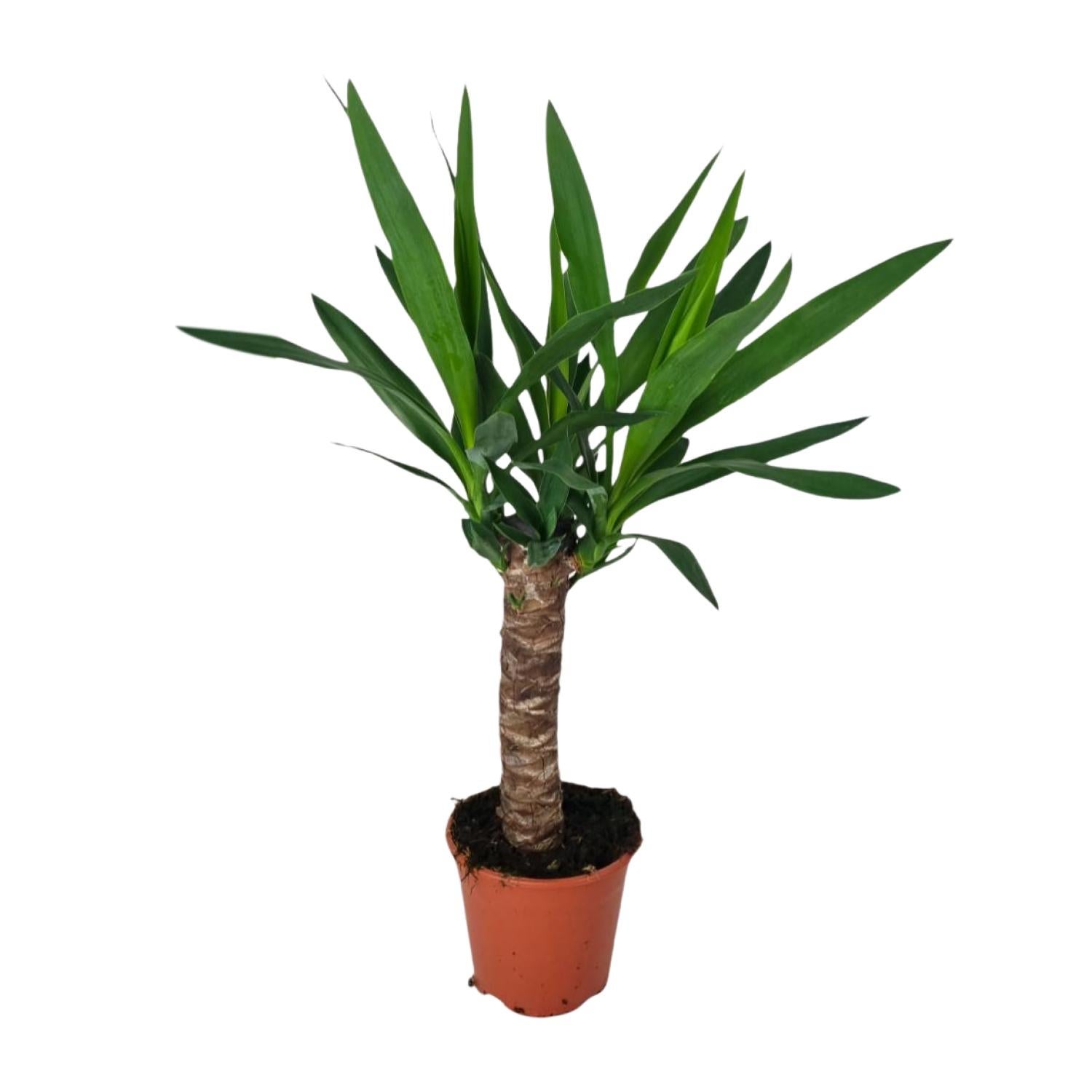 Yucca - Roślina ozdobna do wnętrz - Liście w kształcie miecza - Doniczka Ø14cm - Wysokość 60cm