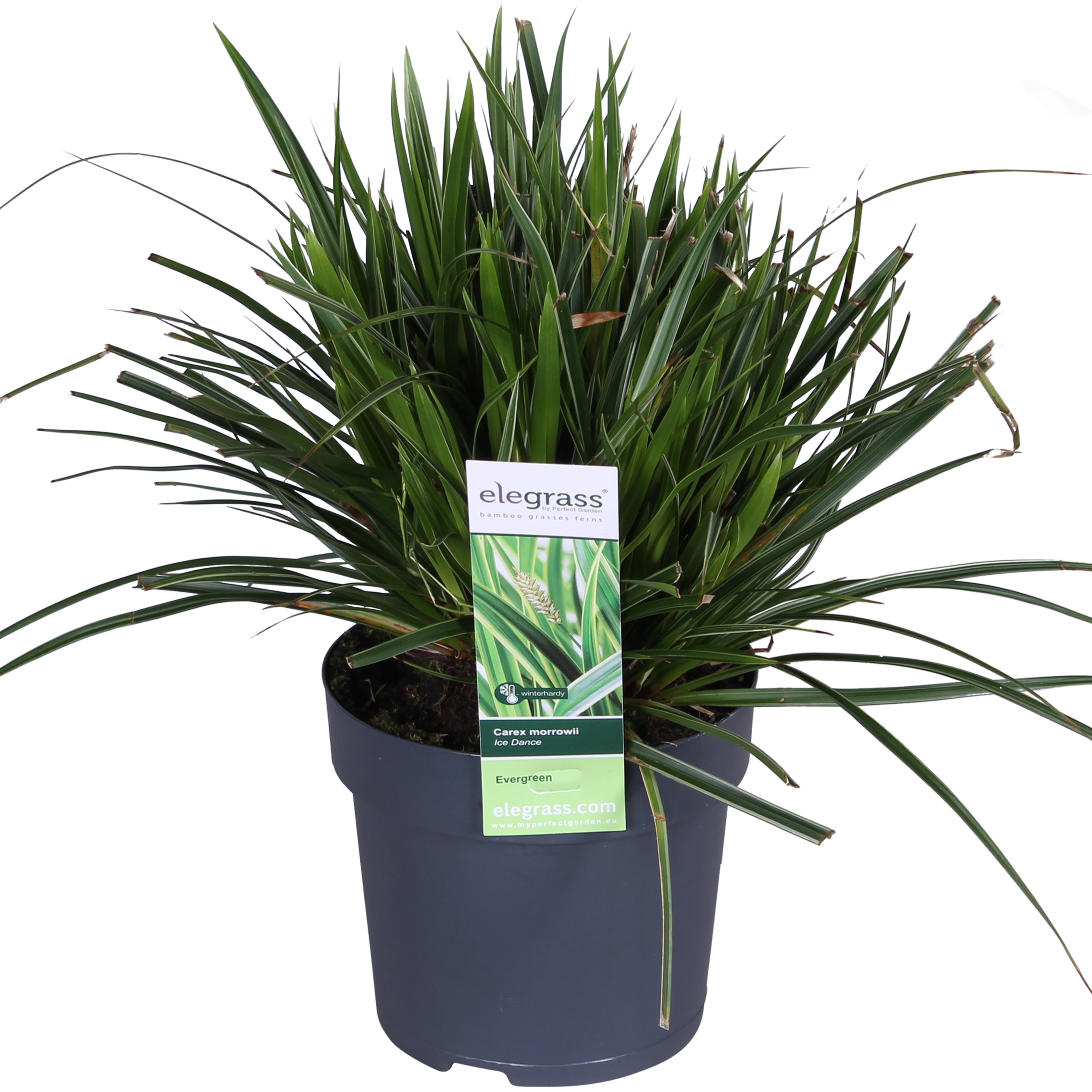 Carex morrowii 'Ice Dance' - Turzyca ozdobna zimozielona - Doniczka Ø14cm - Wys. 30cm