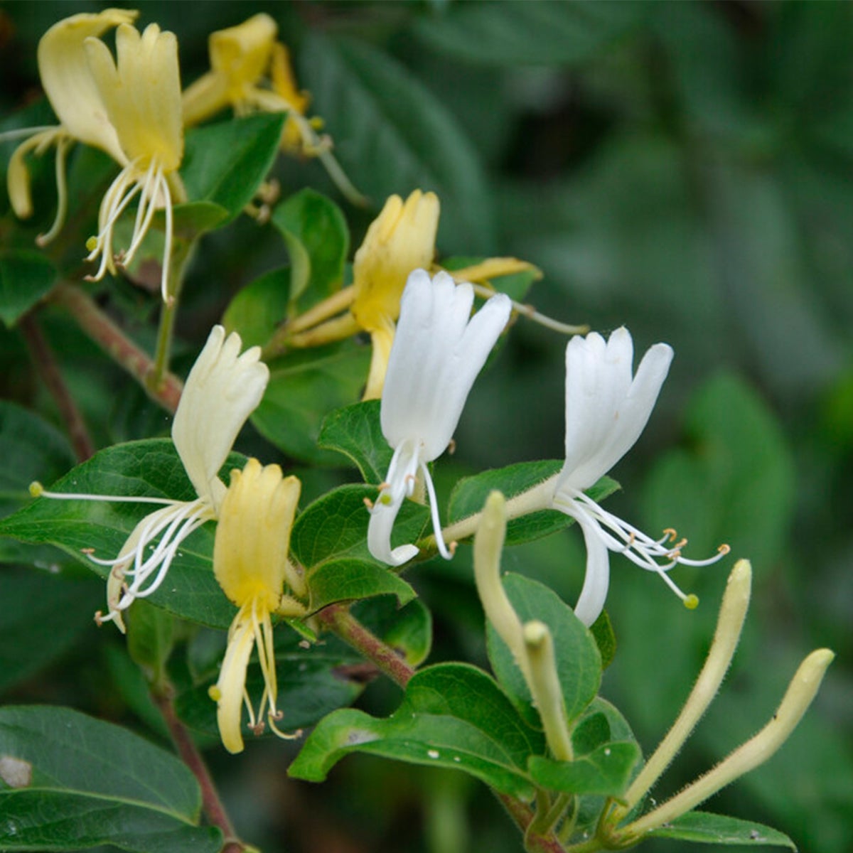 Lot de 2 - Lonicera Heckrottii Halliana - Chèvrefeuille du Japon - P. 15cm - H. 70-80 cm - 3