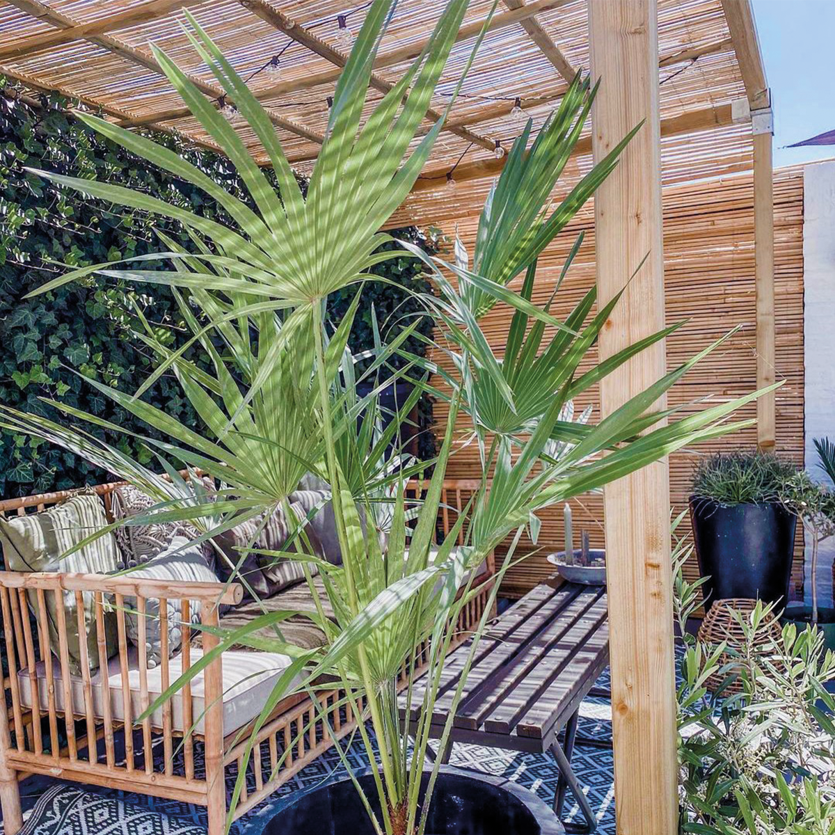 Chamaerops Humilis - Palmier nain européen - Palmier rustique - H. 80-100 cm - P. 24 cm - 2