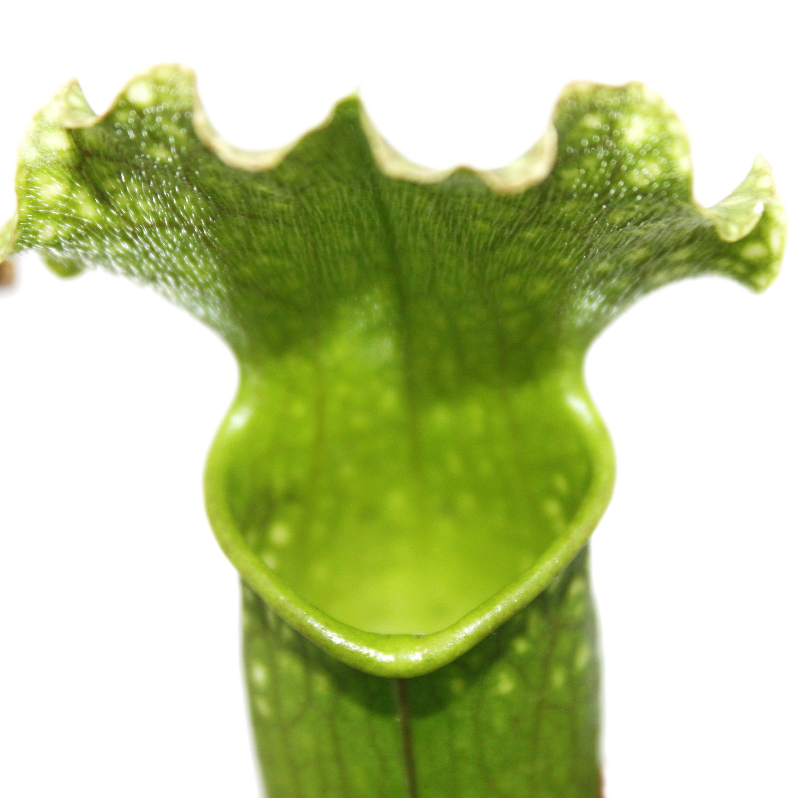 Pianta brocca - Sarracenia - vaso 9cm - 3