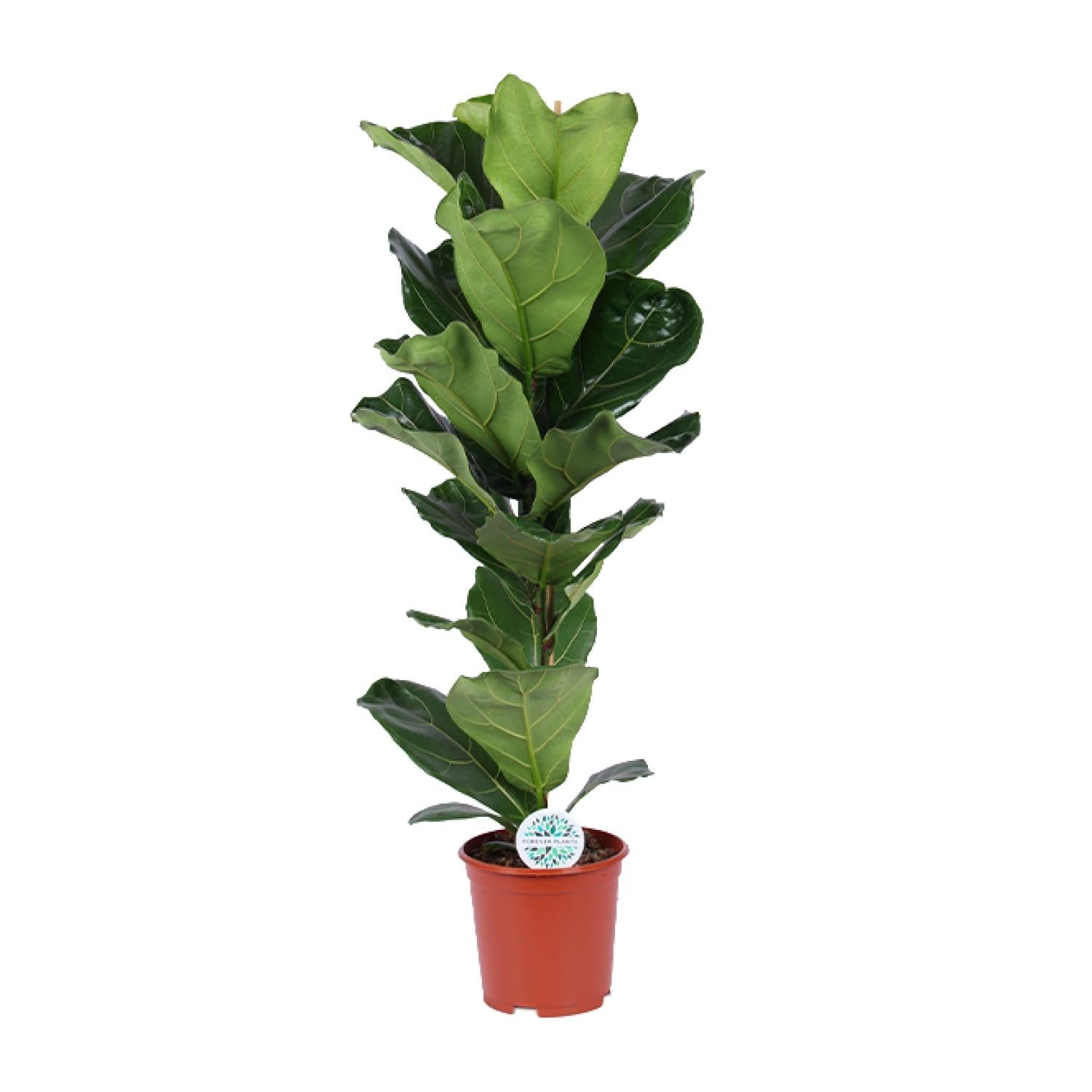 Ficus Lyrata 21 cm - Roślina doniczkowa 90 cm - Duże liście dekoracyjne
