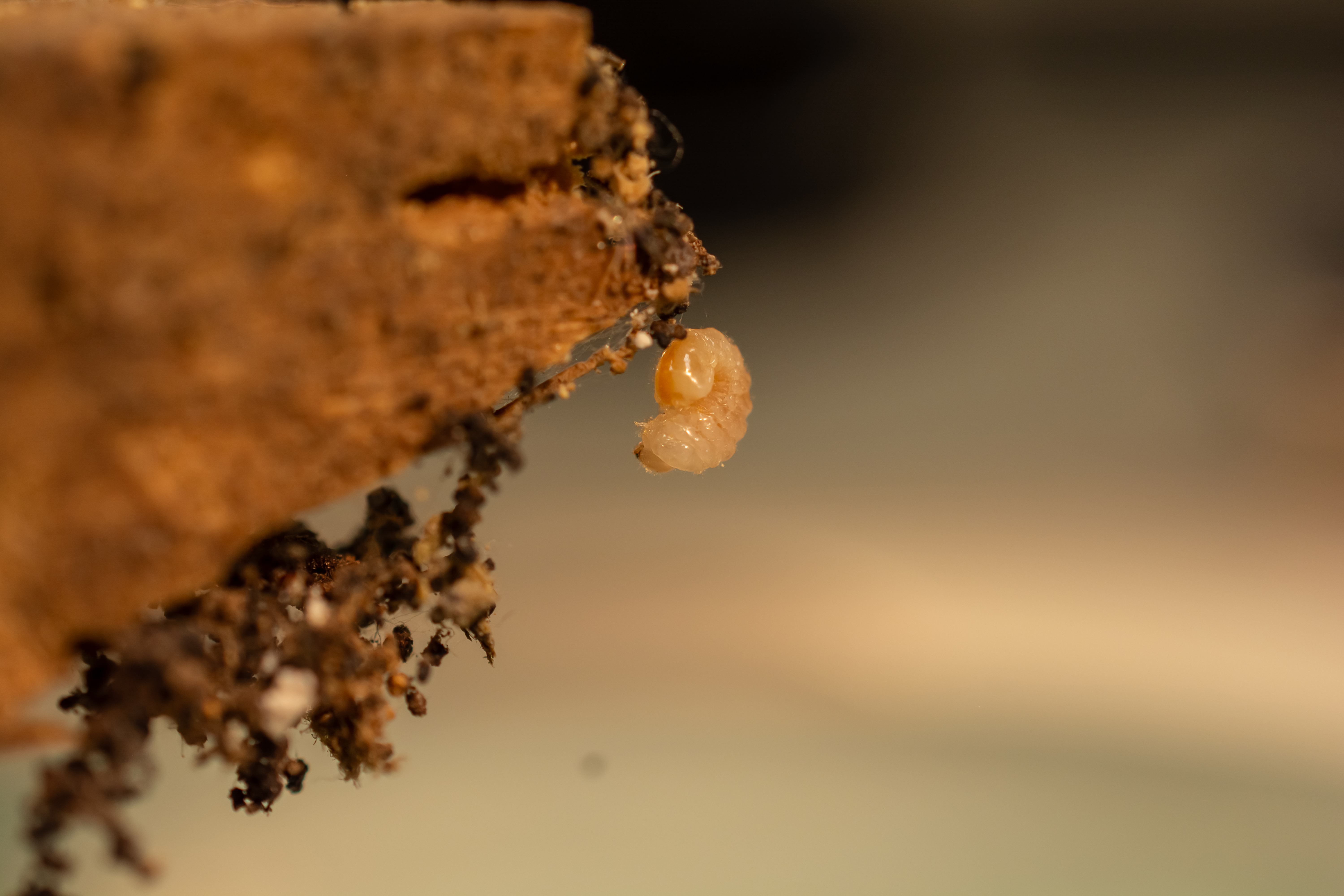 Soluguard Solución Anticarcoma - 500ml -Tratamiento contra la carcoma e insectos xilófagos como la termita y carcoma: Listo para Usar, Incoloro - 4