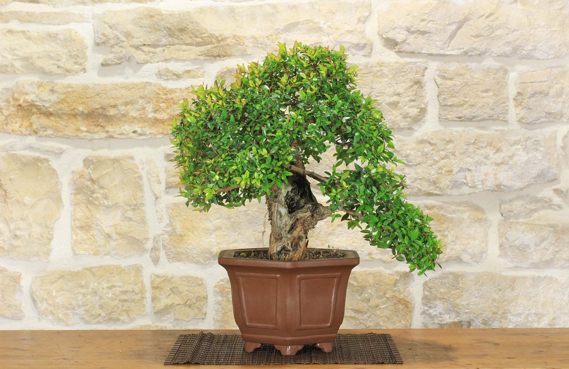 Bonsai di Mirto Pumila (33) | Leroy Merlin