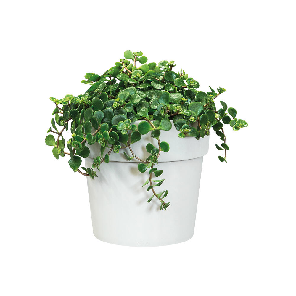 Elho B.for Original Tour 30 Vase rond blanc - 2