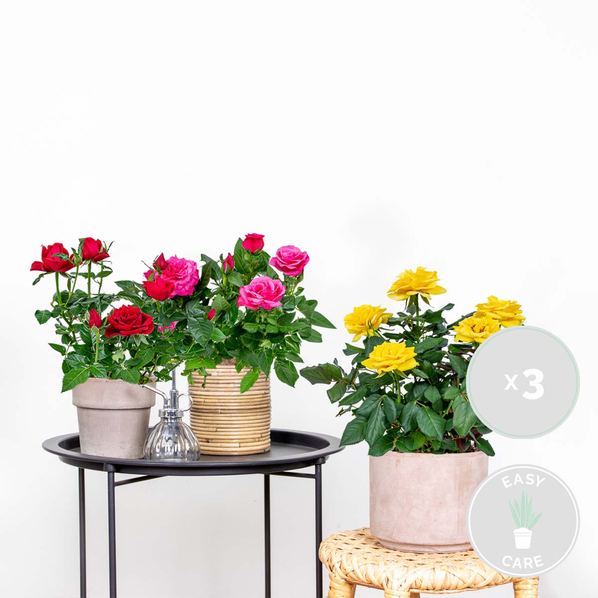 Lot de 3 - Rosiers Nains - Rouge, Jaune, Rose - H. 20-30 cm - P. 12 cm - 2
