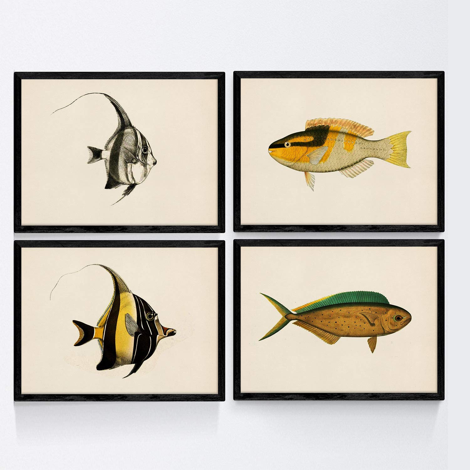 Set de 4 láminas con pez colorido efecto vintage tono amarillo composicion de 4 peces diferentes en fondo papel antiguo vintage