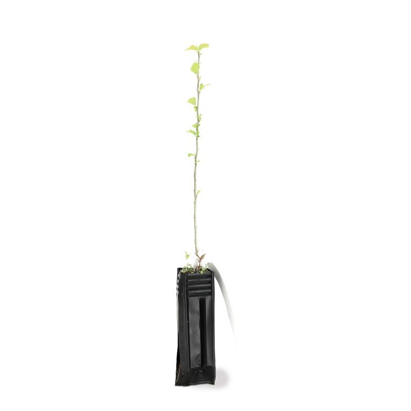 Hibiscus syriacus (Hibiscus syriacus) - Godet - Taille 20/40cm - Pépinières Naudet - 3