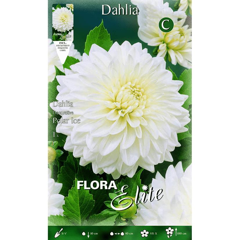 Bulbi Di Dalia Decorativa - 5 Tuberi MIX, Altezza 100 Cm, Per Giardino Fiorito - Foto 10