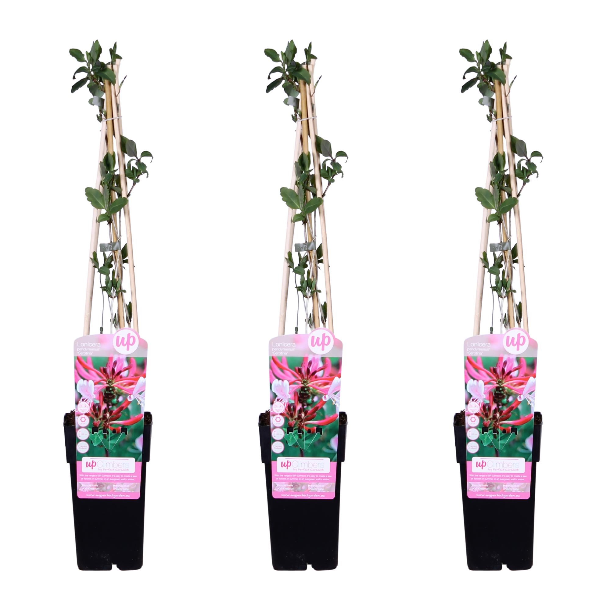 Lonicera periclymenum 'Serotina' - Wiciokrzew pachnący pnący - 65 cm - Doniczka Ø15 cm