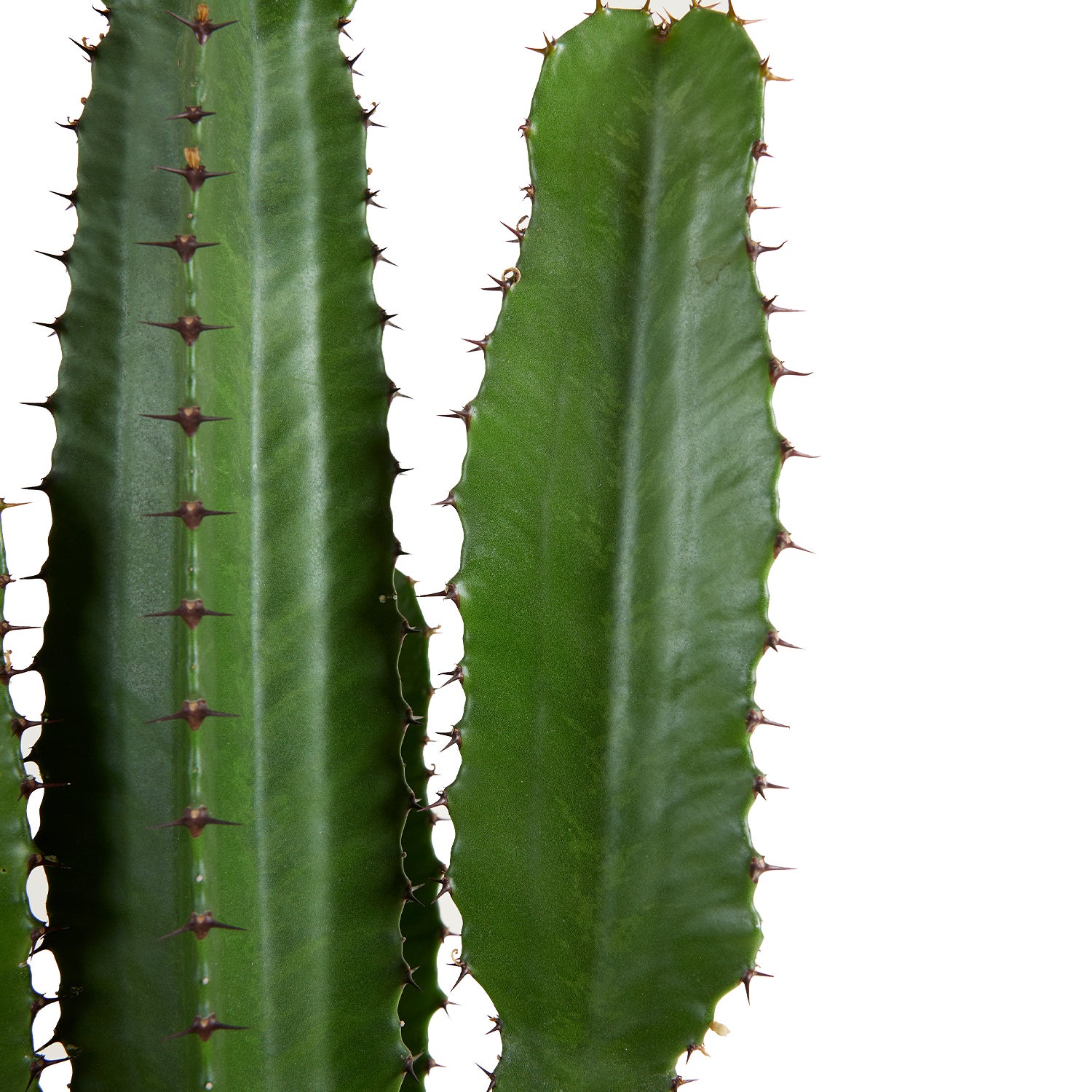 Euphorbia Acrurensis - Euphorbe - Cactus cowboy - Plante cactus - H. 100-120 cm - P. 24 cm - 5