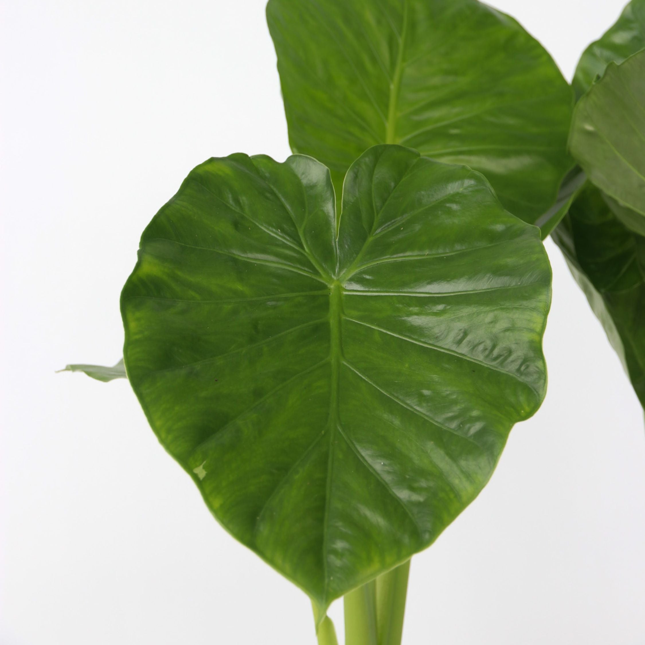 Plante éléphant - Alocasia 'Odora' - Hauteur 55-75cm - ⌀17cm - 4