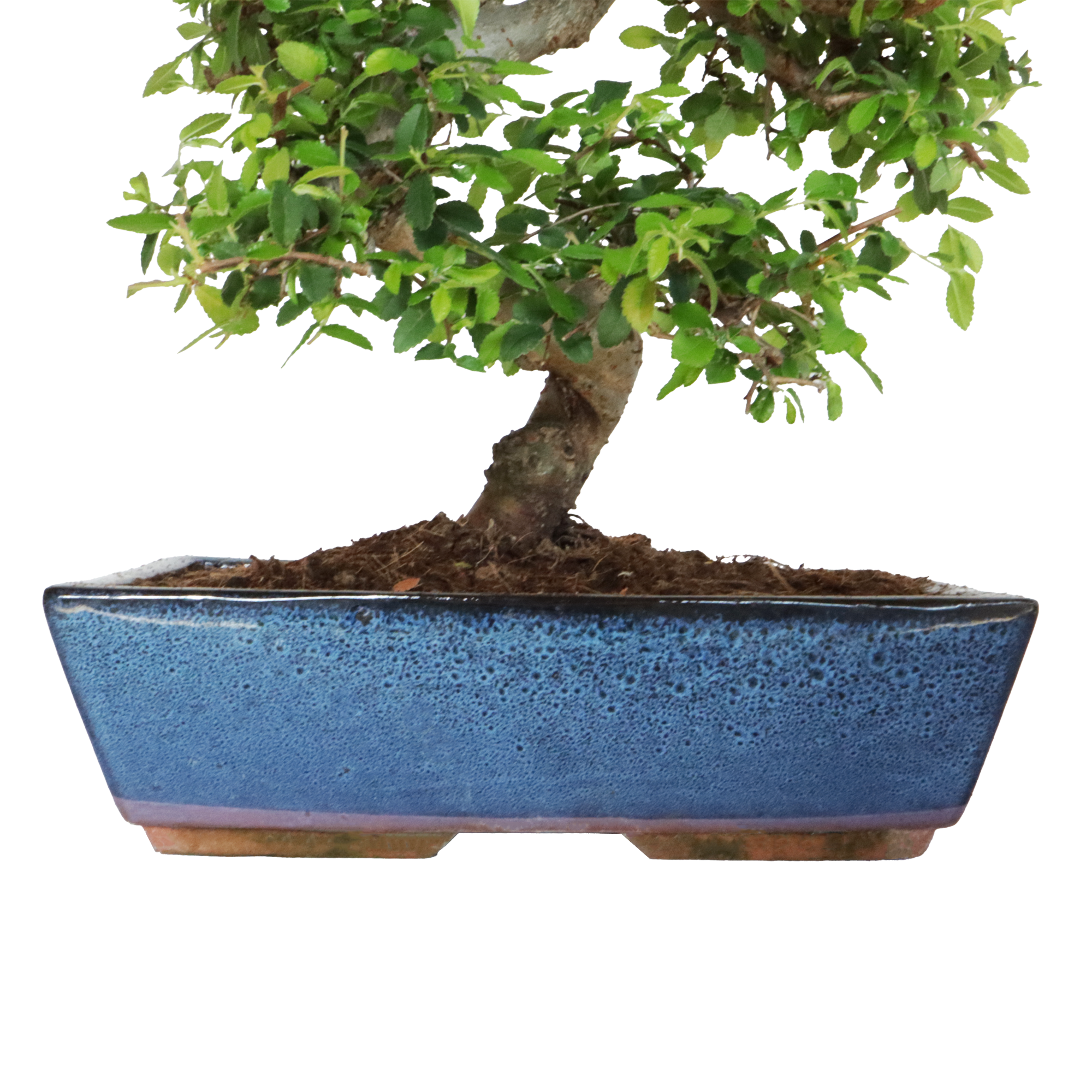 KENTIS - Bonsai di Zelkova Olmo Giapponese - Bonsai Pianta Vera da Interno e Esterno - H 45/55 cm Vaso in Ceramica Ø 27,5 cm - 3