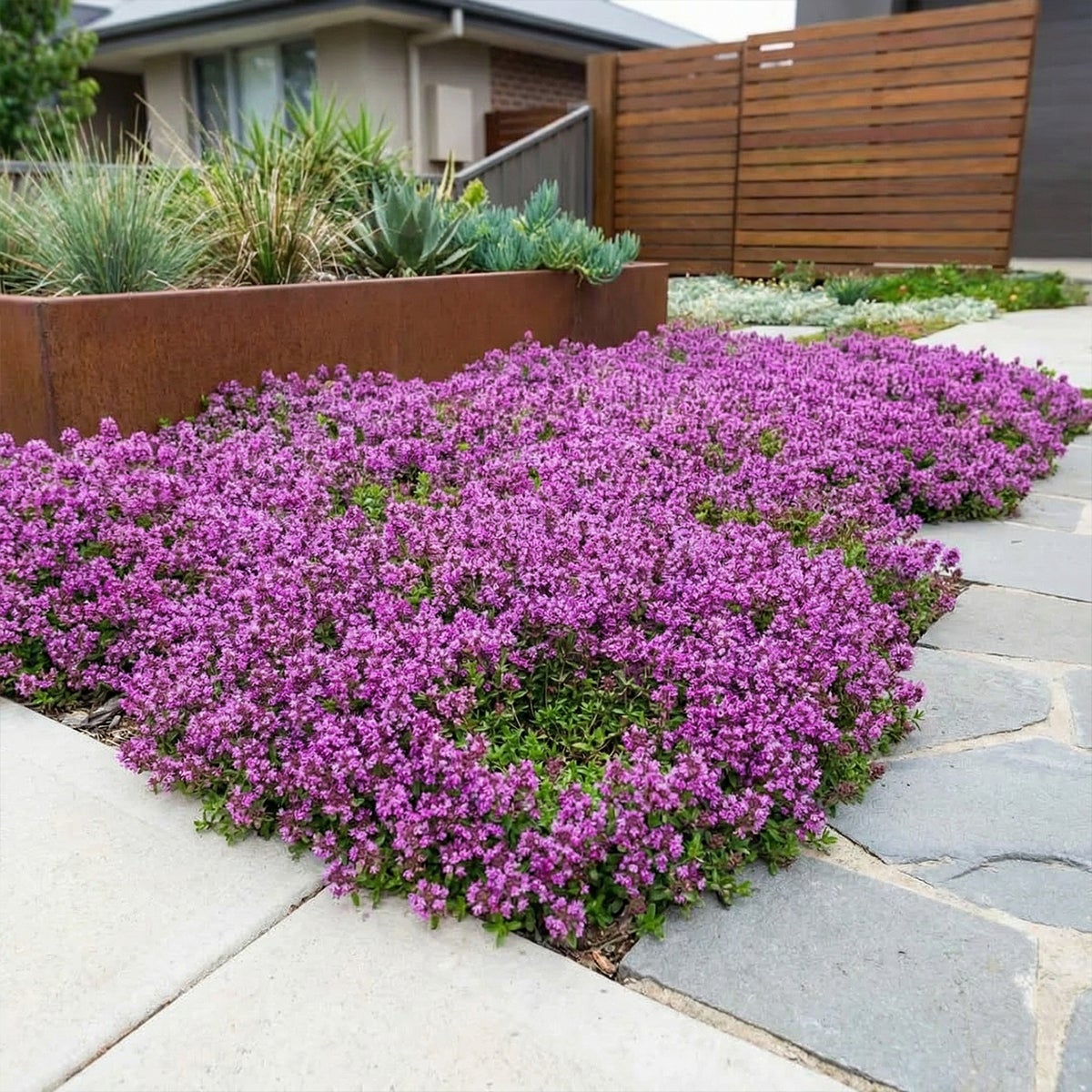 Lot de 6 - Thymus Red Carpet - Thym rouge - Rustique - Vivace - Couvre-sol - Persistant - P. 9 cm - 3