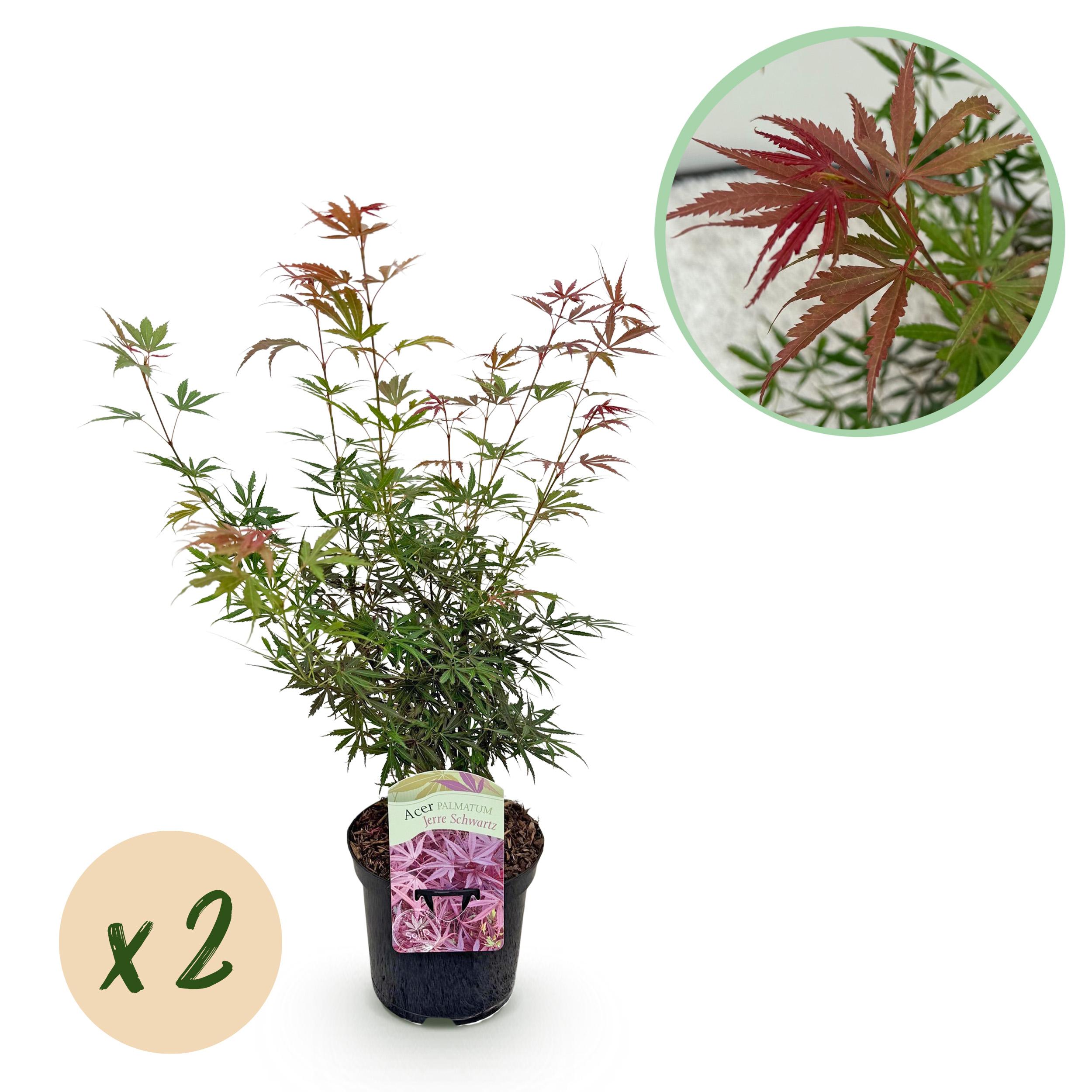 Green boutiQ Klon Japoński Acer palmatum Jerre Swarts – 2 rośliny – Doniczka 19 cm – Wysokość 70 cm