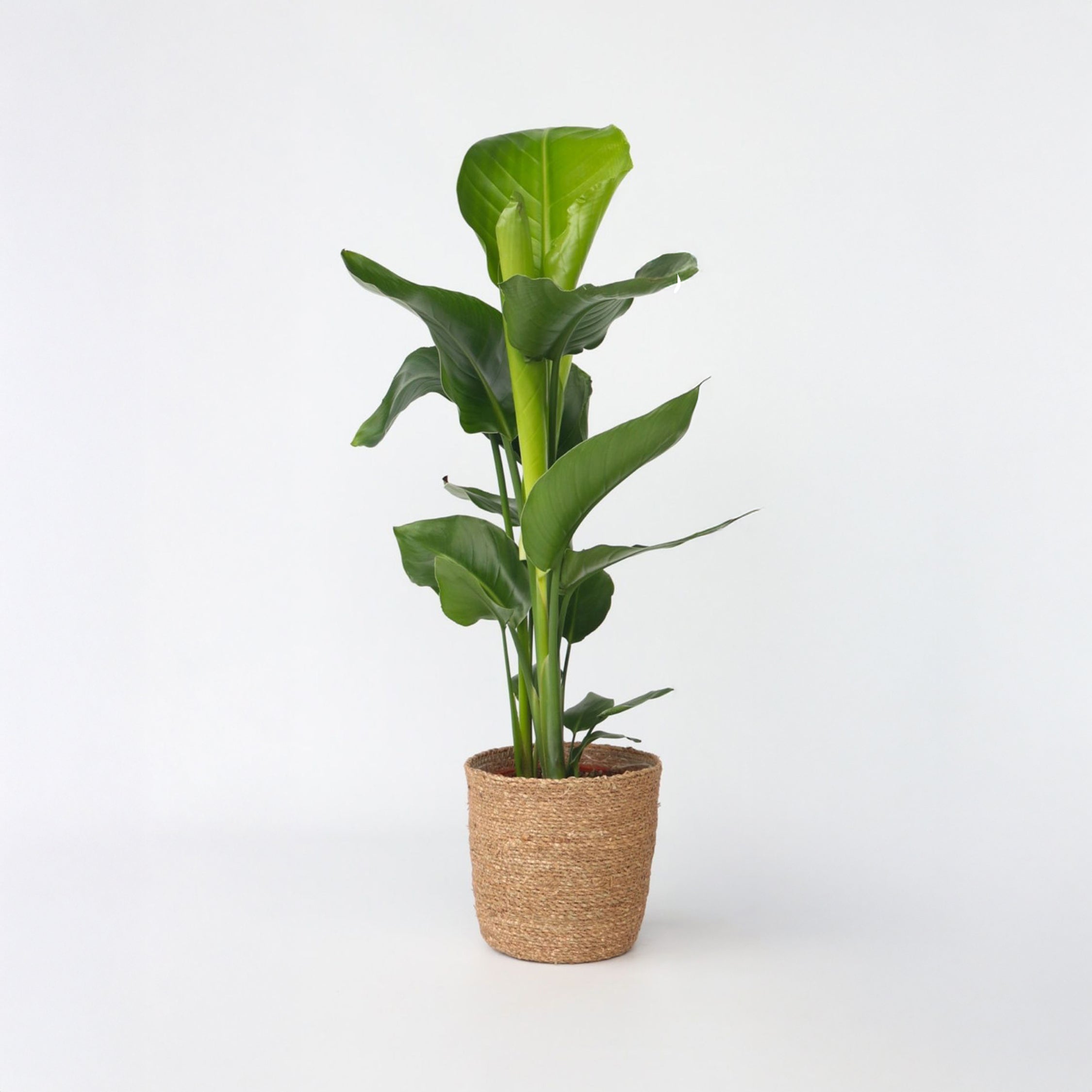 Oiseau de paradis - Strelitzia nicolai - Hauteur 55-70cm - ⌀17cm - 6