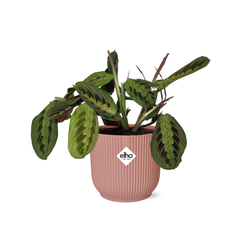 Maranta Leuconeura ‘Fascinator’ Tricolor 14cm w doniczce ELHO Vibes Fold różowej – Roślina doniczkowa