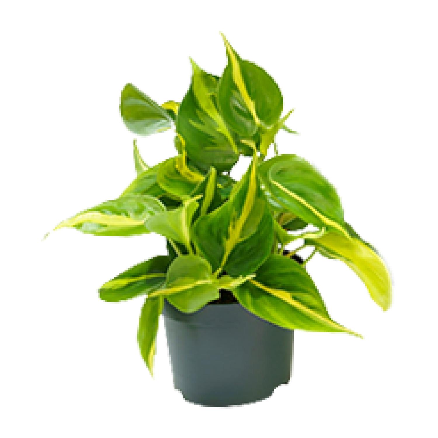 Philodendron Scandens Brasil - Roślina doniczkowa - Doniczka 12 cm - Dekoracyjne liście