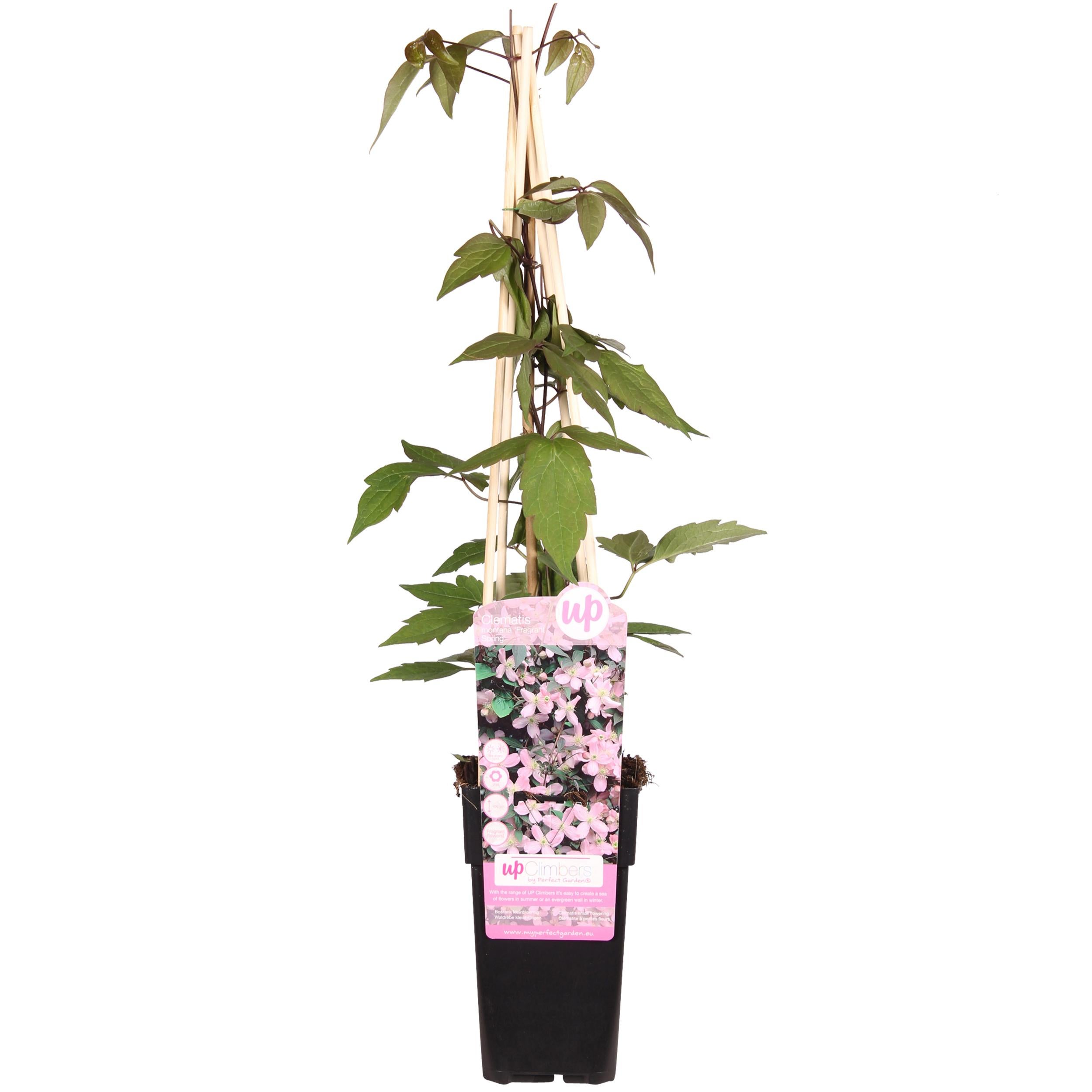 Clematis Montana 'Fragrant Spring' - Pachnące białe pnącze - ?65cm - ?15cm