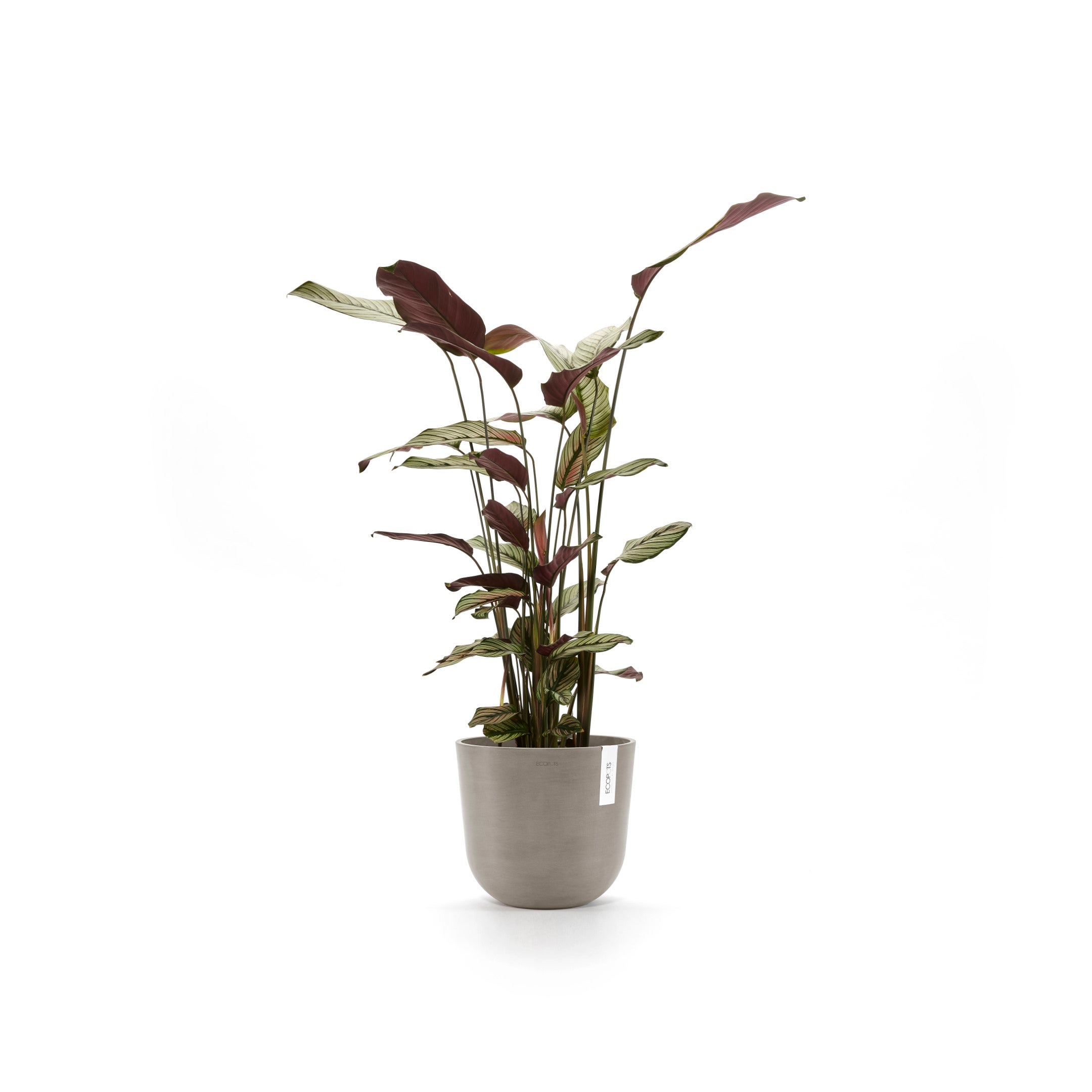 Ecopots Soucoupe ronde 30 pour pot de fleurs - L 28,7 cm x l 28,7 cm x H 3 cm - Blanc gris - Intérieur et extérieur - 2