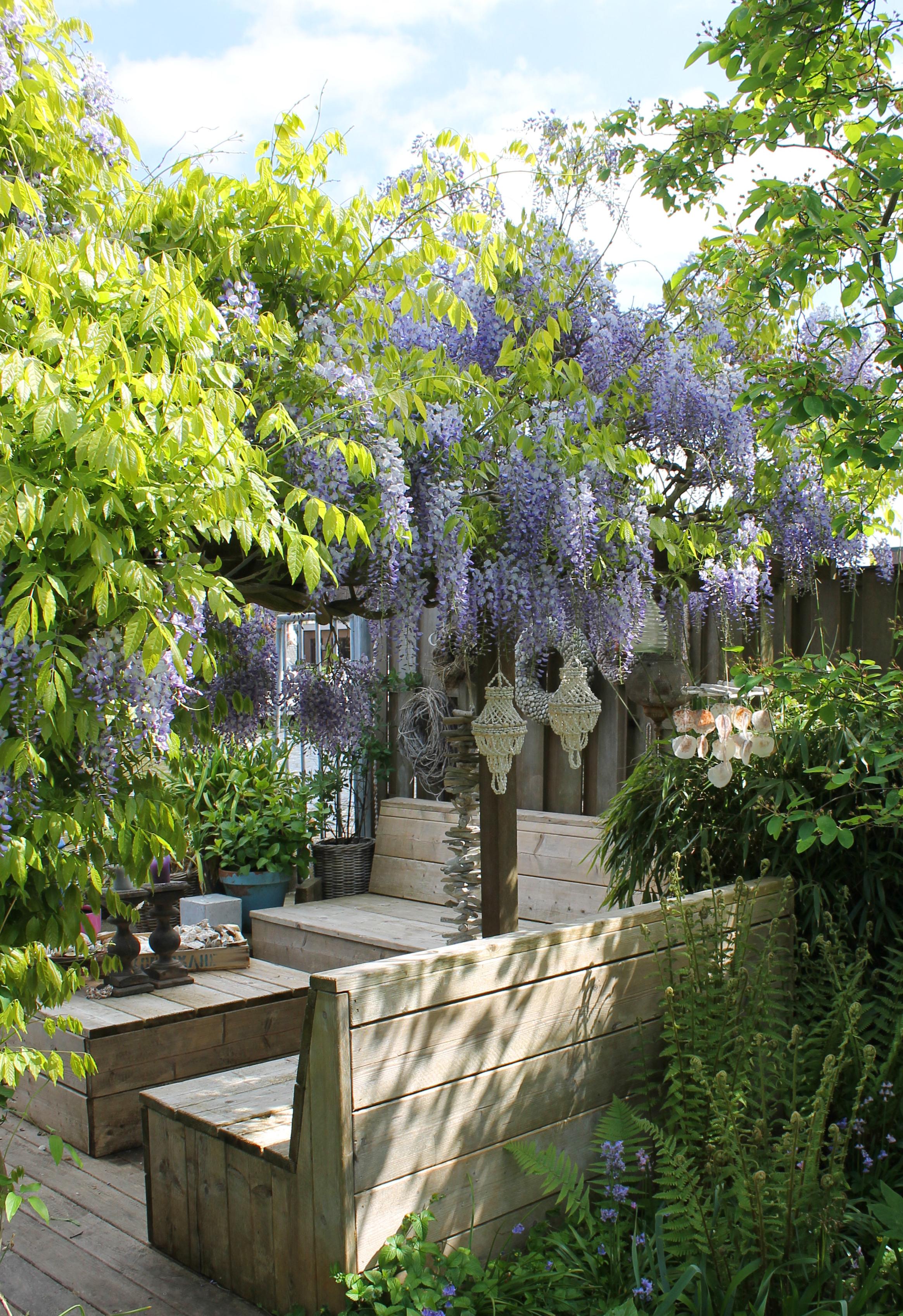 2x Wisteria sinensis 'Caroline' H65cm  Glycynia pnca kwiaty  niebiesko-fioletowe - Leroy Merlin